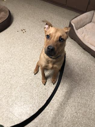 Buck, Adoptable, Adult Male Terrier & Mixed Breed.