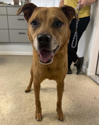 Buck, Adoptable, Adult Male Terrier & Mixed Breed.