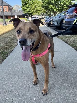 Buck, a Adoptable mixed breed in St. Anne, IL image 3/3