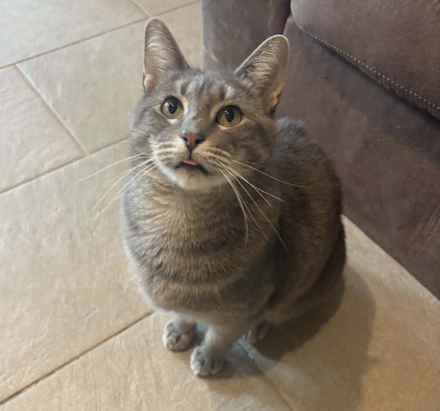 Enlarge Bonnie (Playful Lap Cat), a ADOPTABLE Domestic Short Hair in Rochester, NY image 4/4