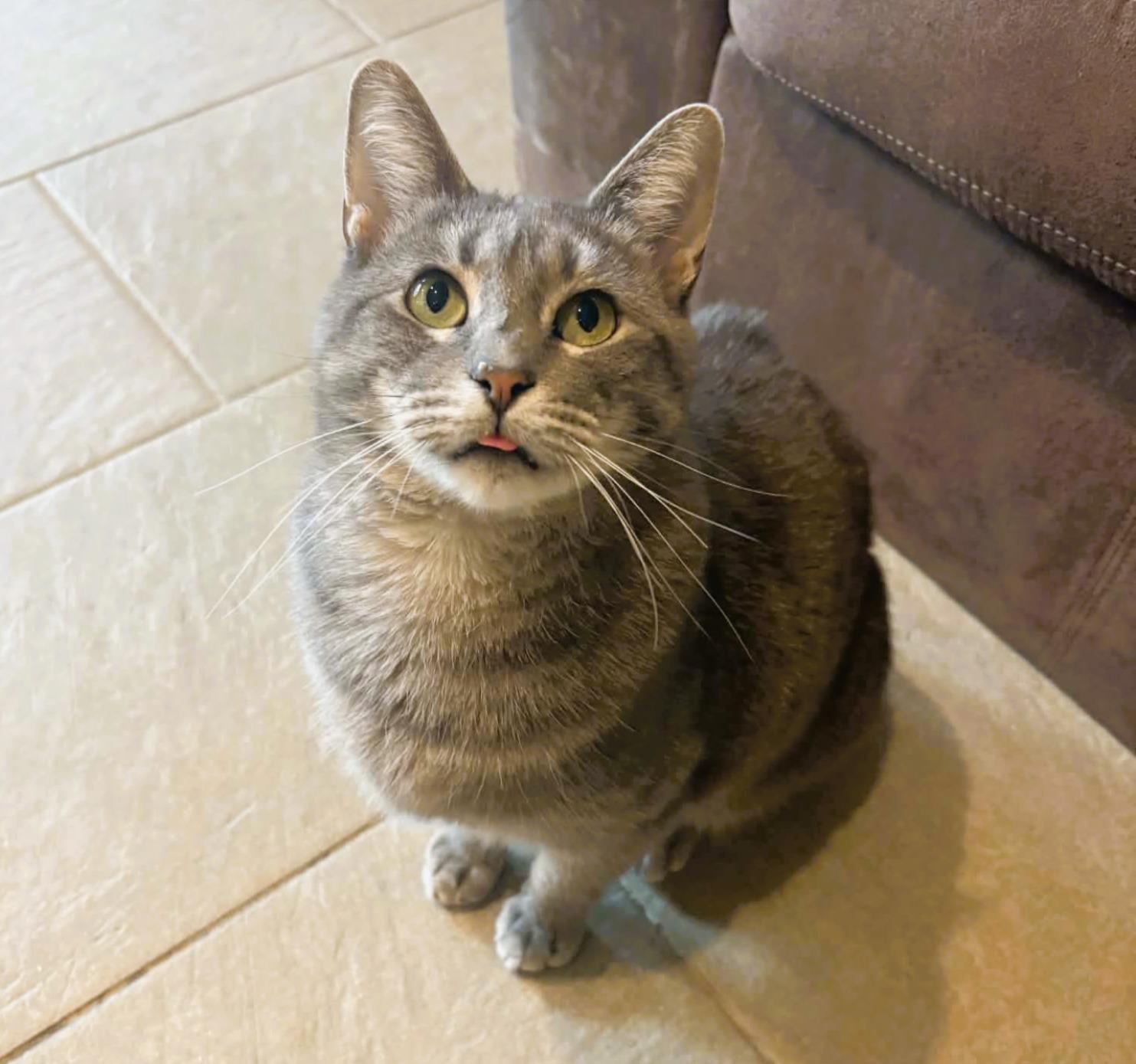 Enlarge Bonnie (Playful Lap Cat), a ADOPTABLE Domestic Short Hair in Rochester, NY image 1/4