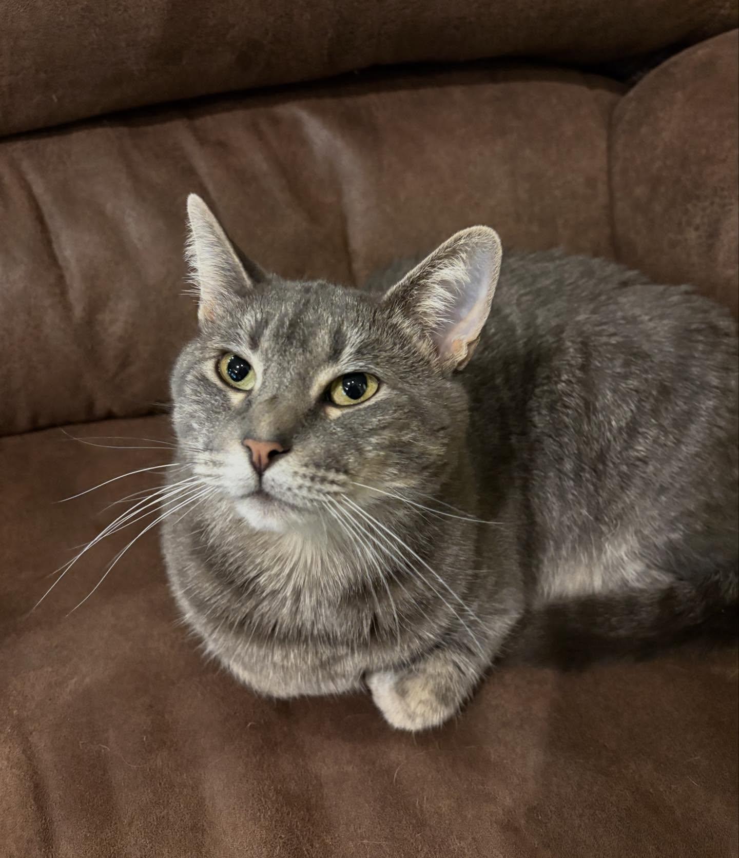 Bonnie (Playful Lap Cat), ADOPTABLE, Young Female Domestic Short Hair.