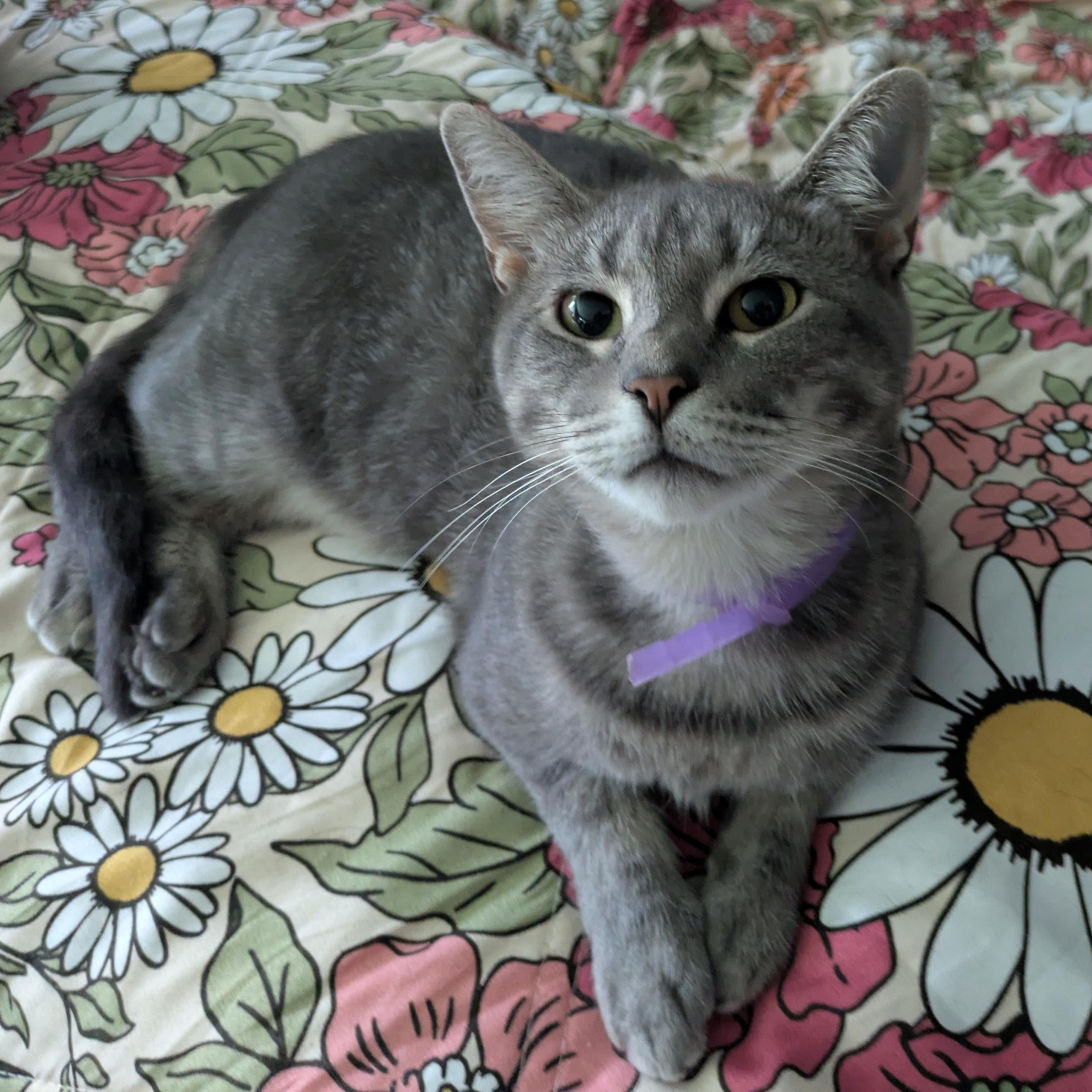 Enlarge Bonnie (Playful Lap Cat), a ADOPTABLE Domestic Short Hair in Rochester, NY image 3/4