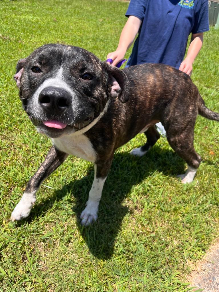 Duke, Adoptable, Adult Male Pit Bull Terrier.