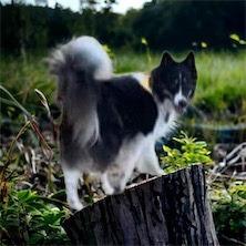 Enlarge Oso, a Adoptable Collie in OKLAHOMA CITY, OK image 10/10