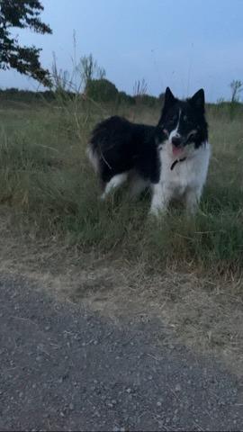 Enlarge Oso, a Adoptable Collie in OKLAHOMA CITY, OK image 9/10