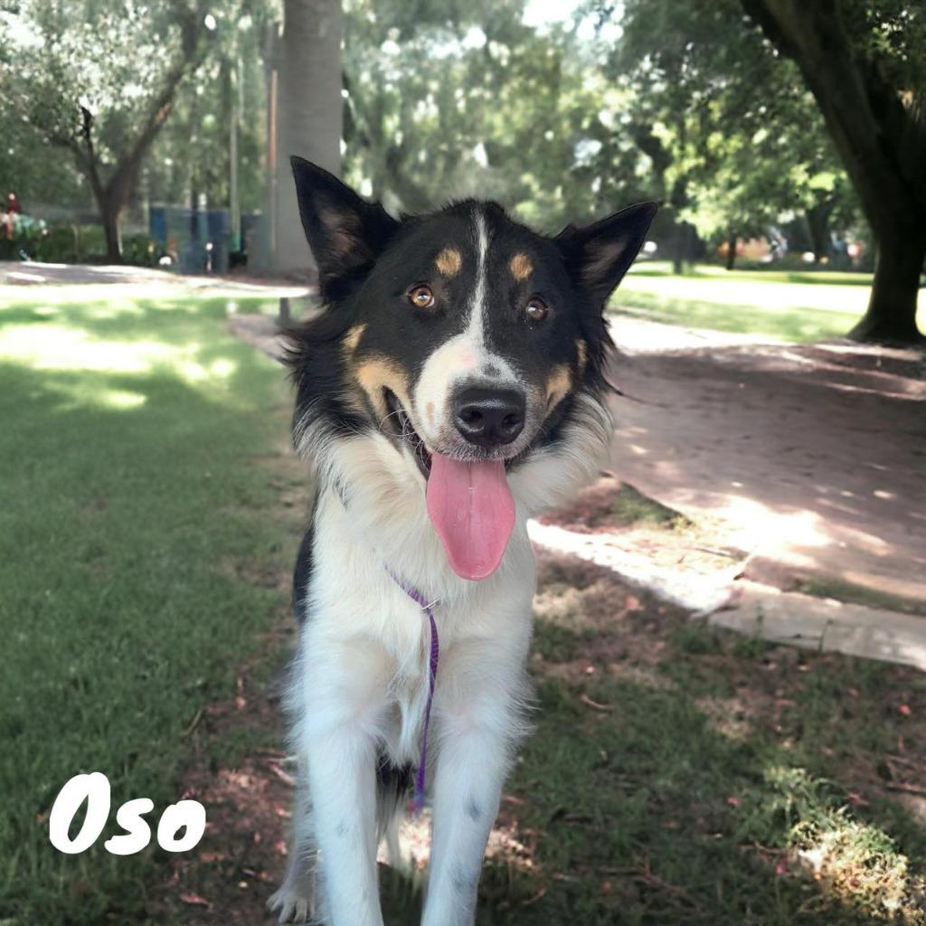 Enlarge Oso, a Adoptable Collie in OKLAHOMA CITY, OK image 3/10