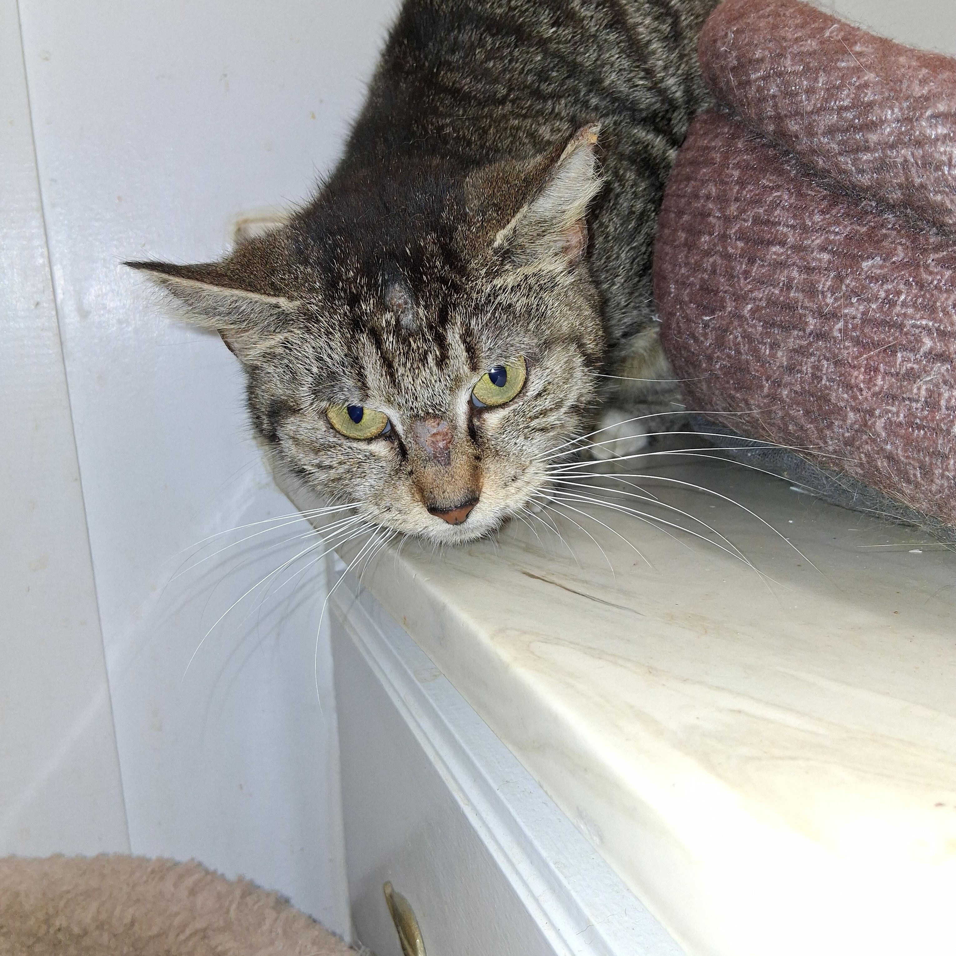 Enlarge Barn cats, a Adoptable Domestic Short Hair in Greensboro, NC image 4/5