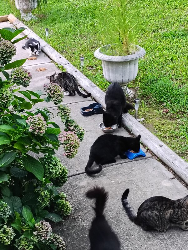 Enlarge Barn cats, a Adoptable Domestic Short Hair in Greensboro, NC image 2/5