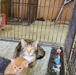 Enlarge Barn cats, a Adoptable Domestic Short Hair in Greensboro, NC image 3/5