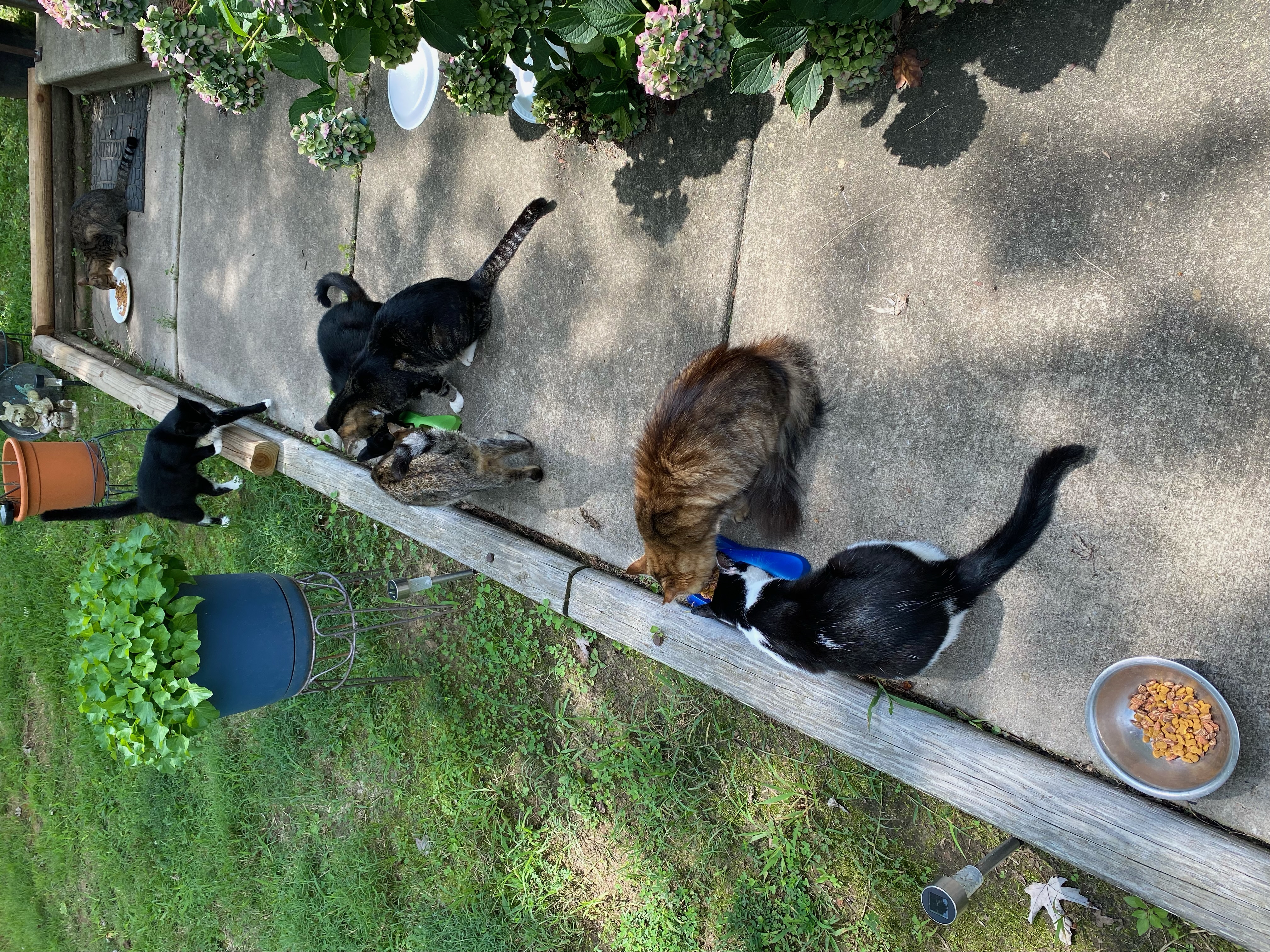 Barn cats, Adoptable, Adult Male Domestic Short Hair.