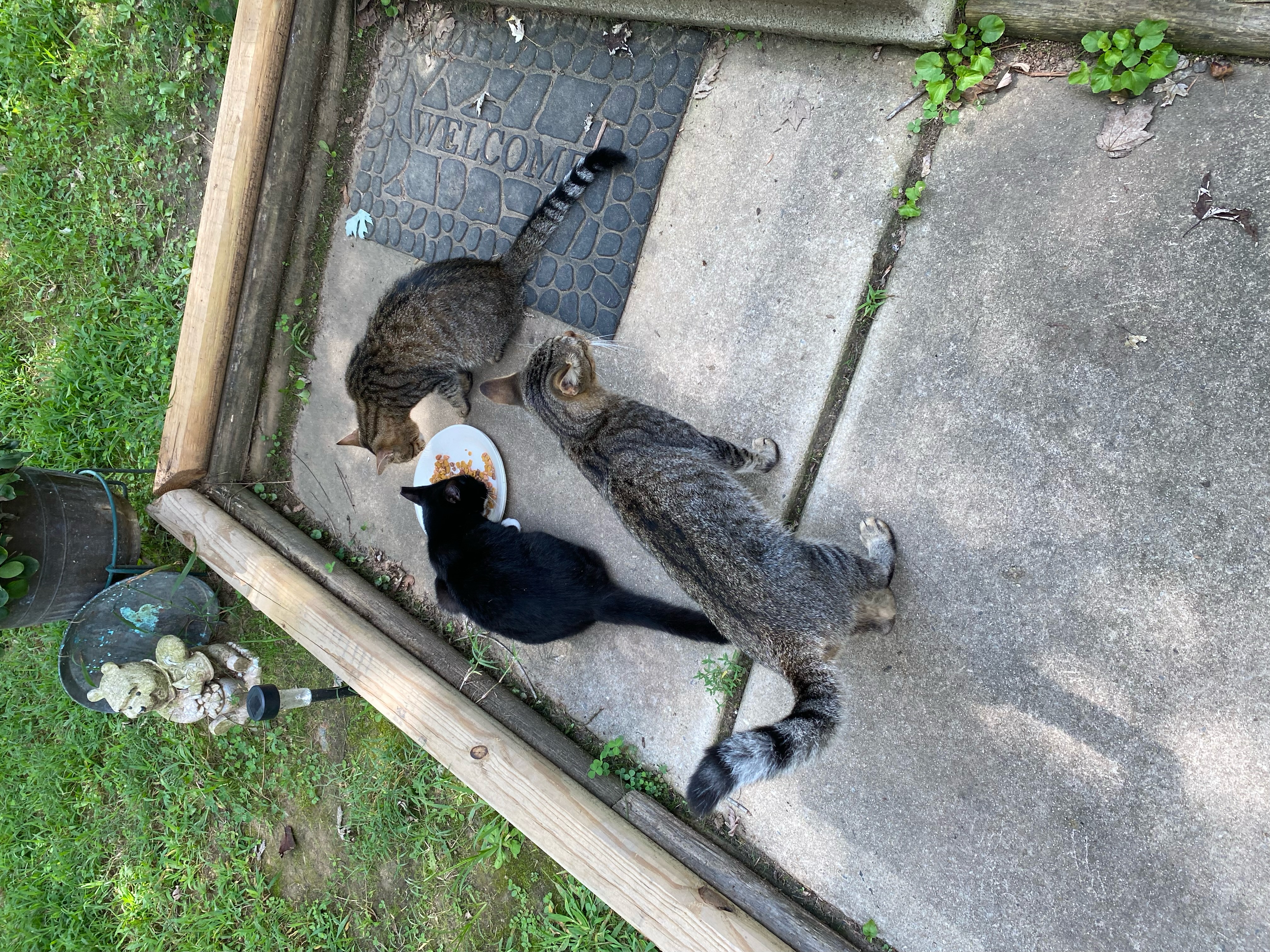 Enlarge Barn cats, a Adoptable Domestic Short Hair in Greensboro, NC image 5/5