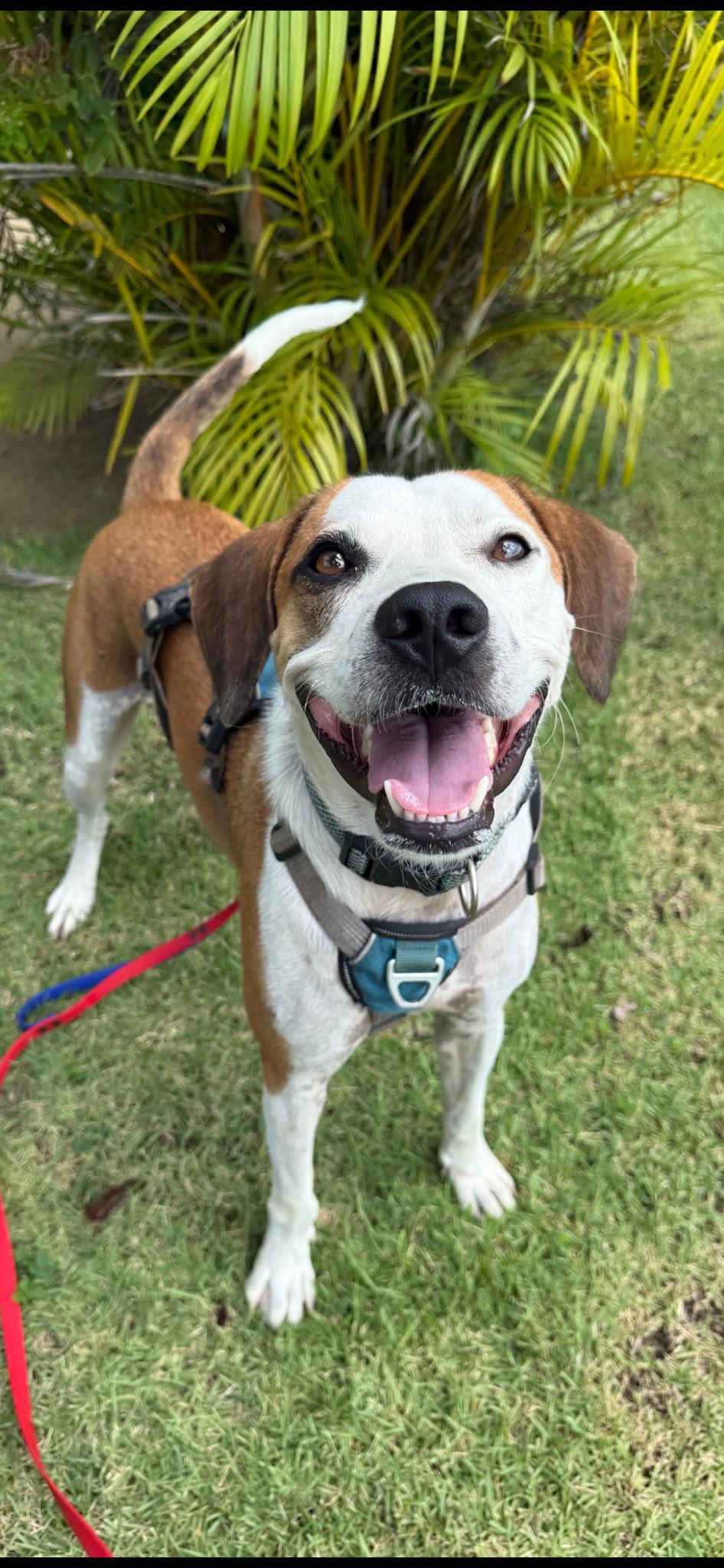 Shrek, Adoptable, Adult Male American Foxhound & Beagle.