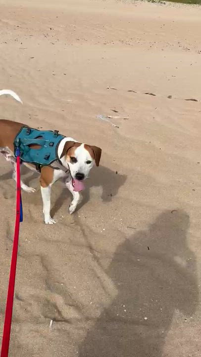 Enlarge Shrek, a Adoptable mixed breed in Rio Grande , PR video 3/4