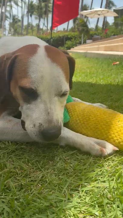 Enlarge Shrek, a Adoptable mixed breed in Rio Grande , PR video 4/4