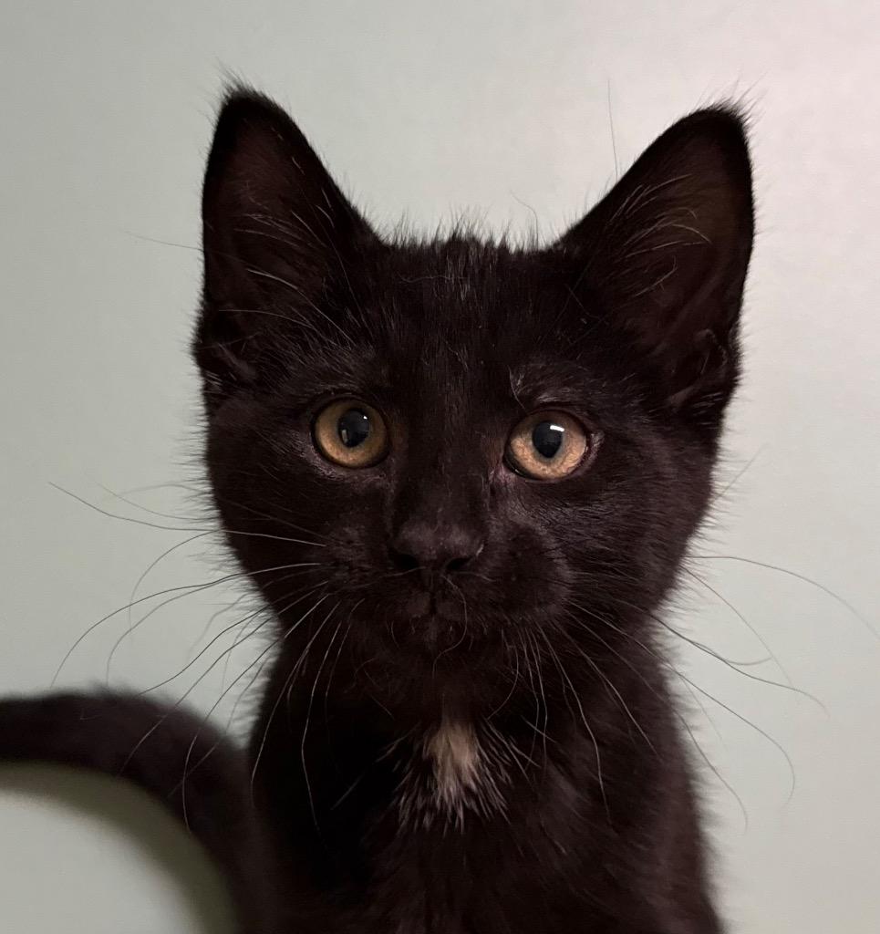 Charlie, ADOPTABLE, Kitten Male Domestic Short Hair.