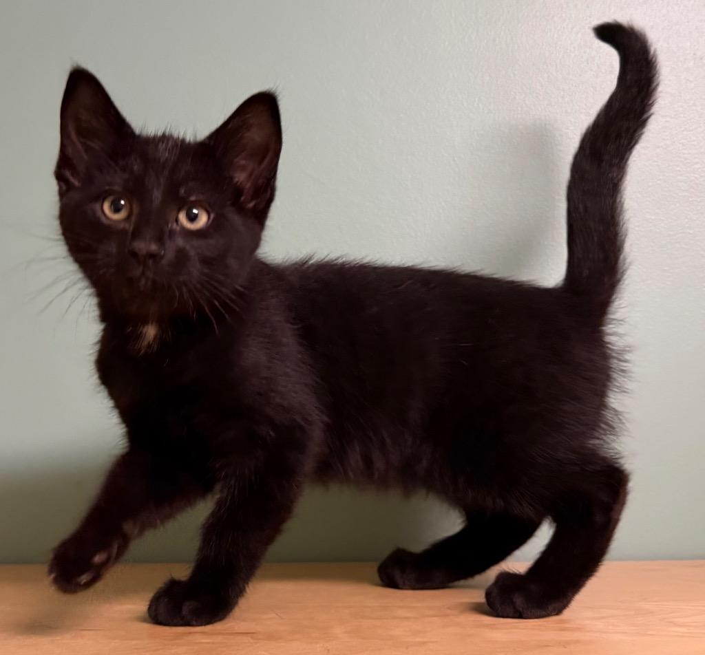 Charlie, a ADOPTABLE Domestic Short Hair in Amery, WI image 3/3