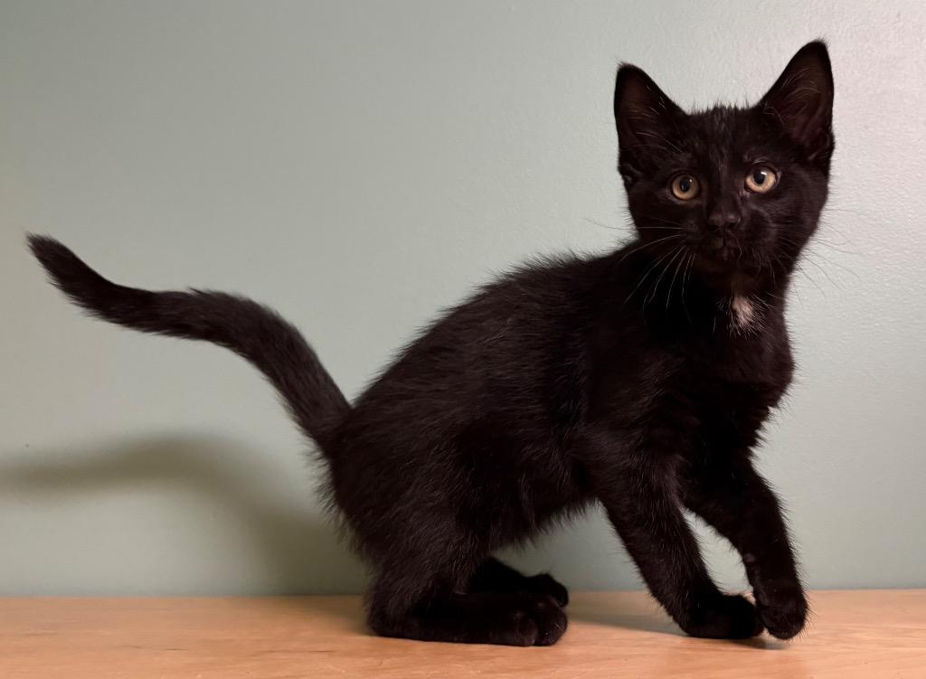 Charlie, a ADOPTABLE Domestic Short Hair in Amery, WI image 2/3