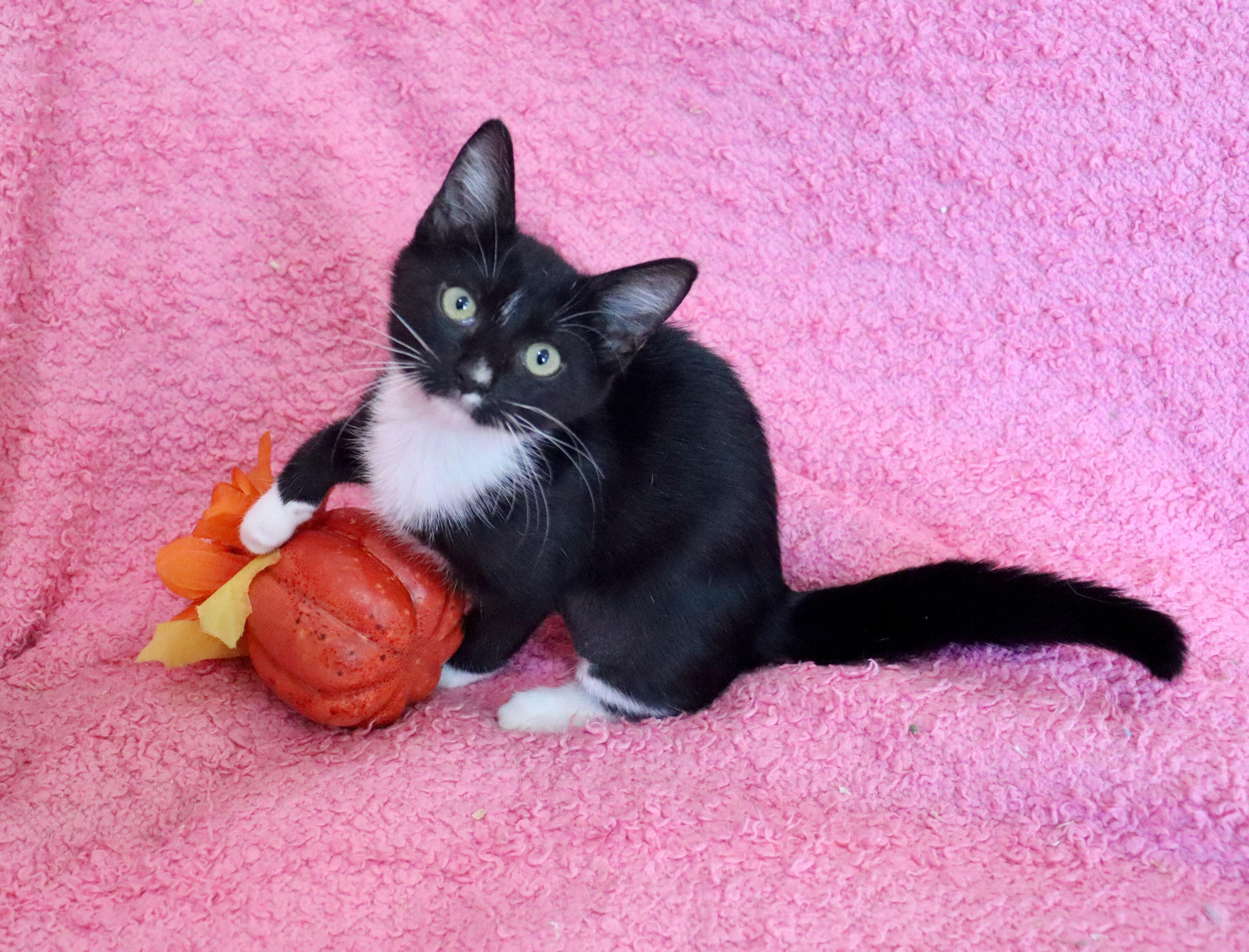 Hershey Kiss, Adopted, Kitten Female Tuxedo.