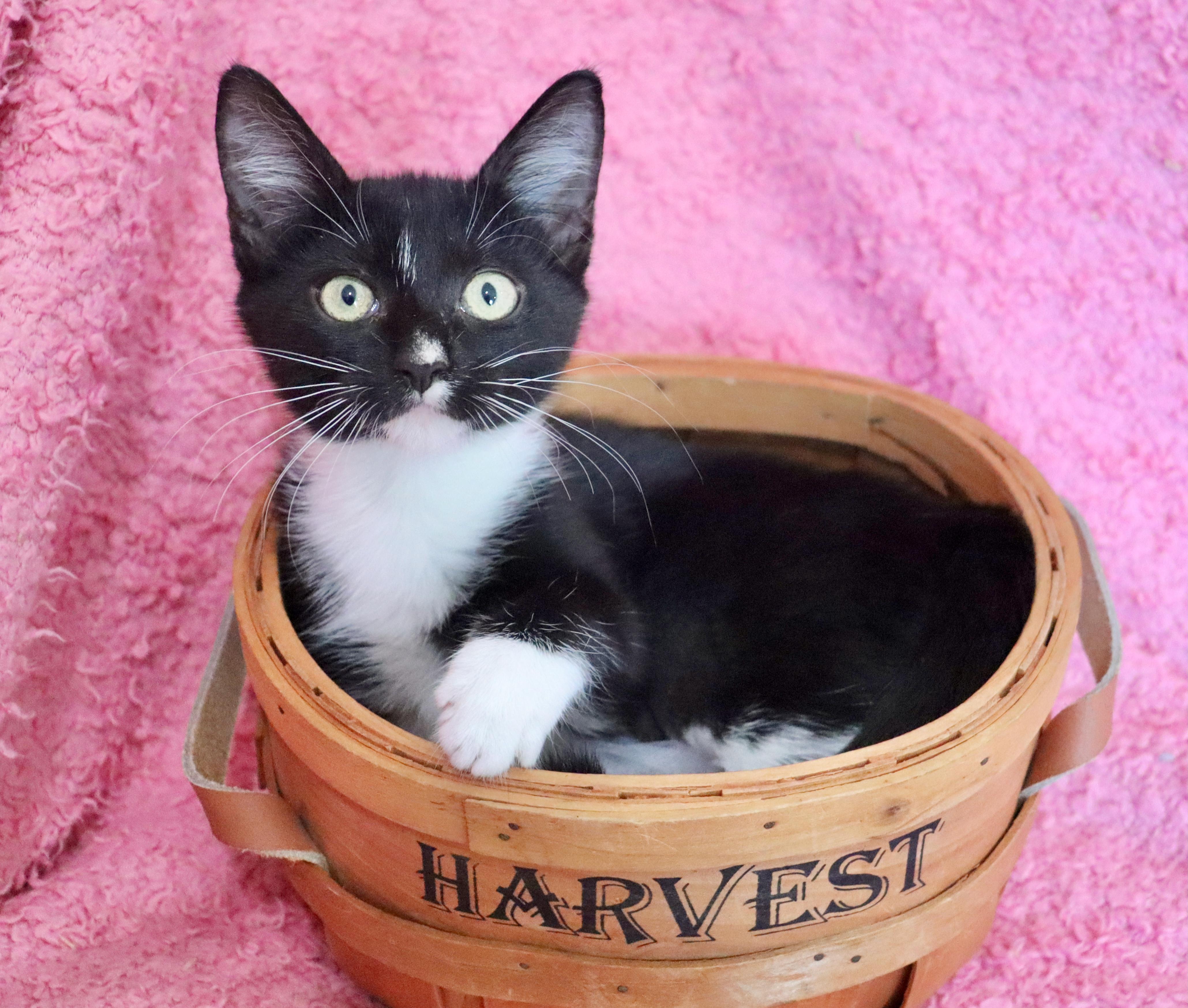 Enlarge Hershey Kiss, a Adopted mixed breed in Saint Augustine, FL image 2/5