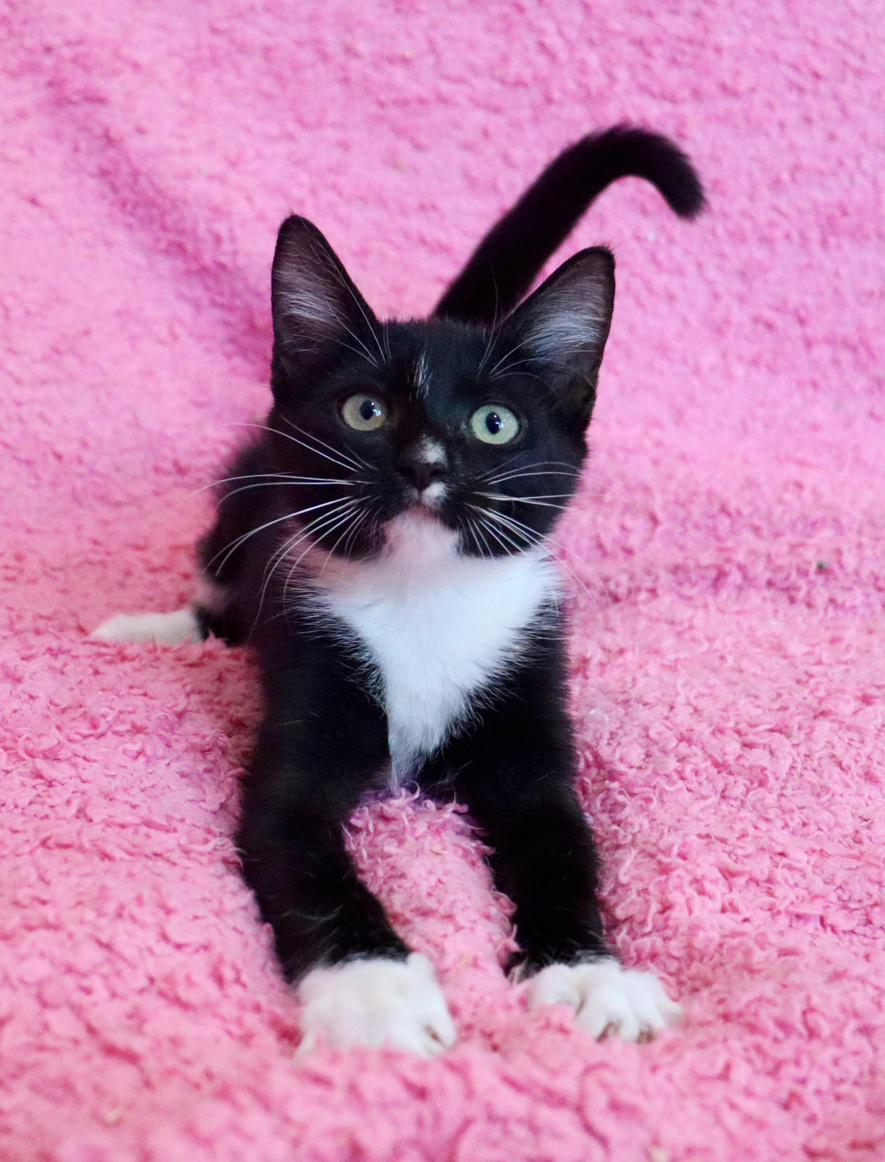 Enlarge Hershey Kiss, a Adopted mixed breed in Saint Augustine, FL image 4/5