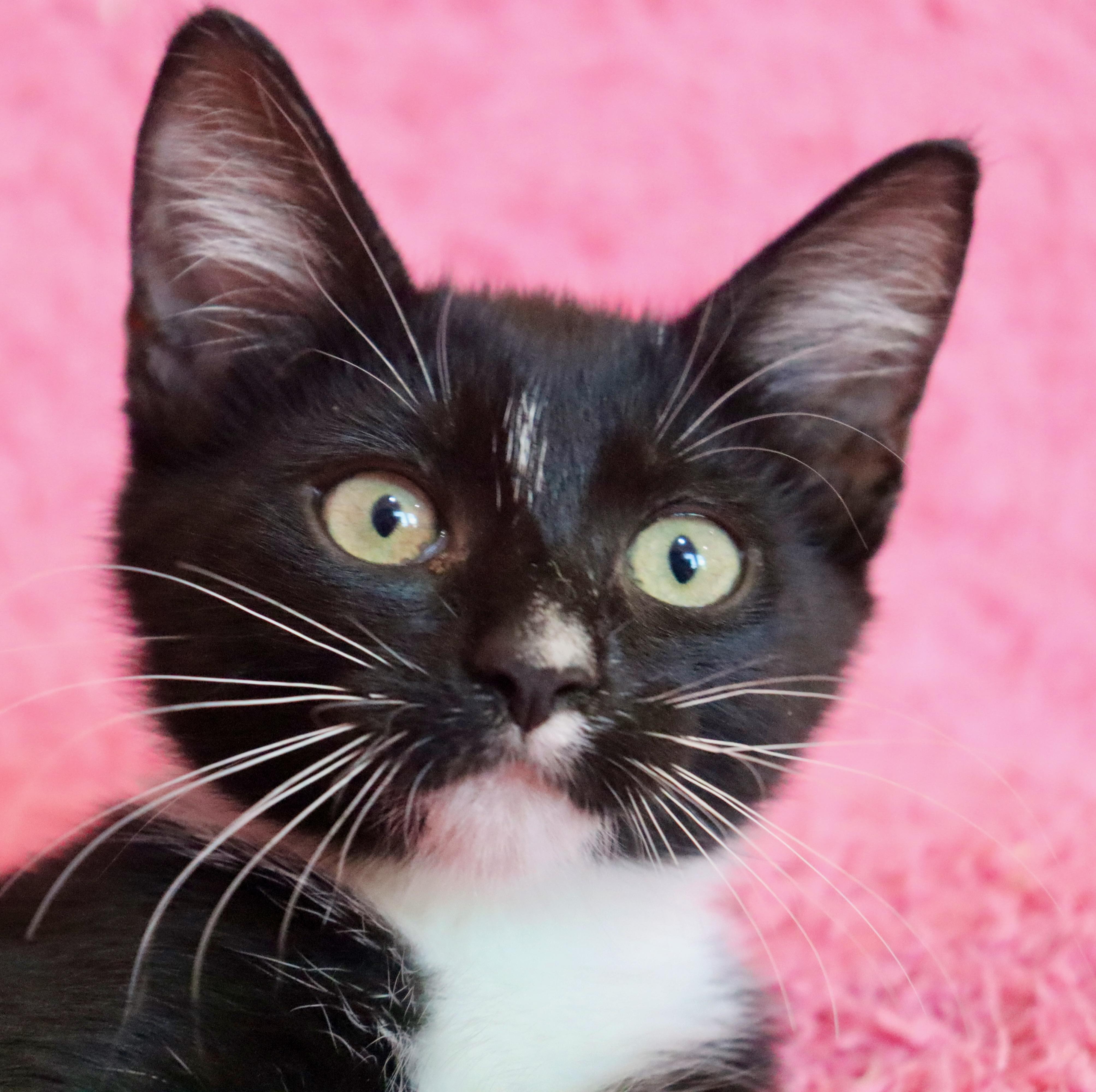 Enlarge Hershey Kiss, a Adopted mixed breed in Saint Augustine, FL image 5/5