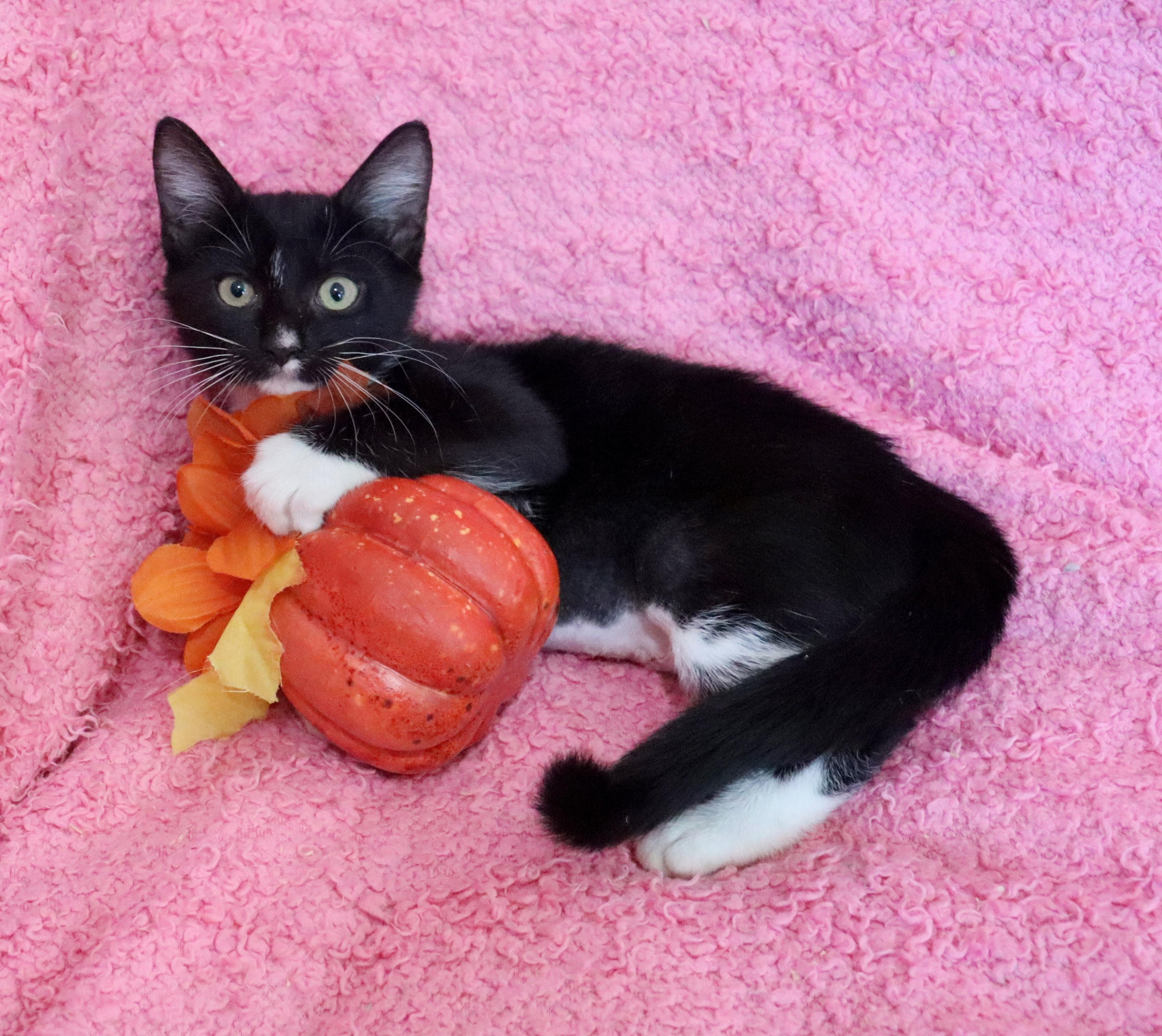 Enlarge Hershey Kiss, a Adopted mixed breed in Saint Augustine, FL image 3/5