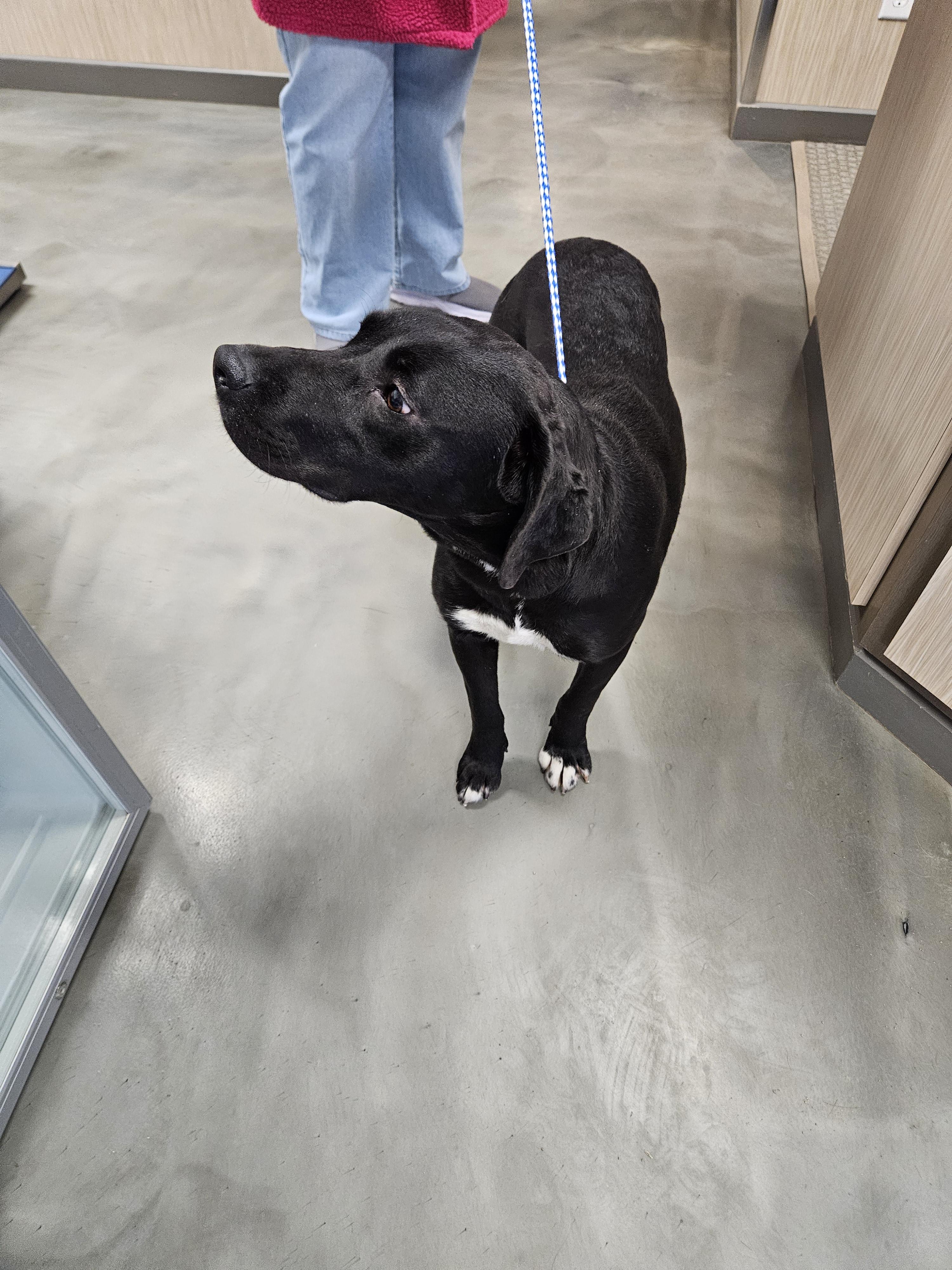 Rose, a Adoptable mixed breed in Norton, KS image 1/4