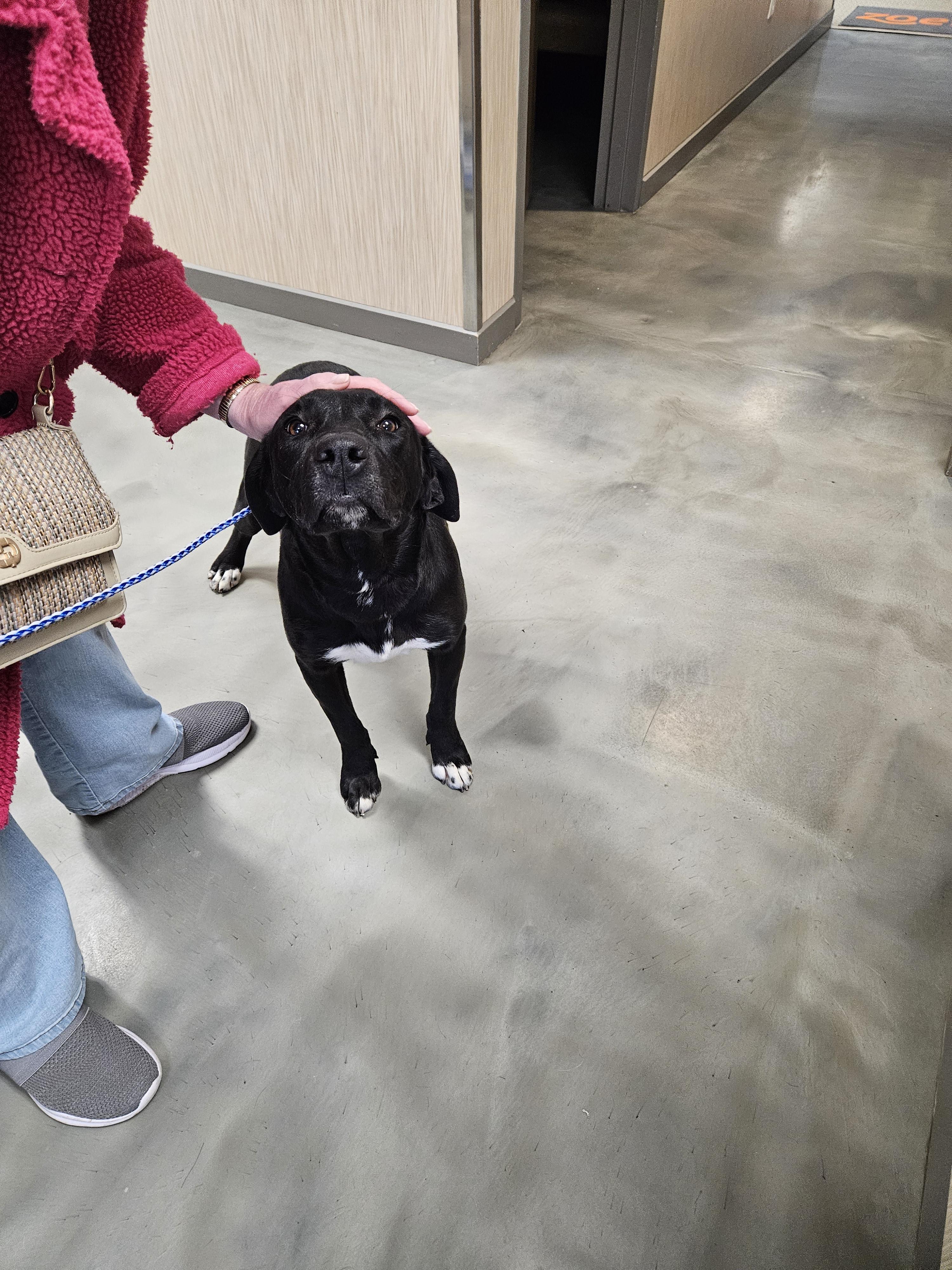 Rose, a Adoptable mixed breed in Norton, KS image 2/4