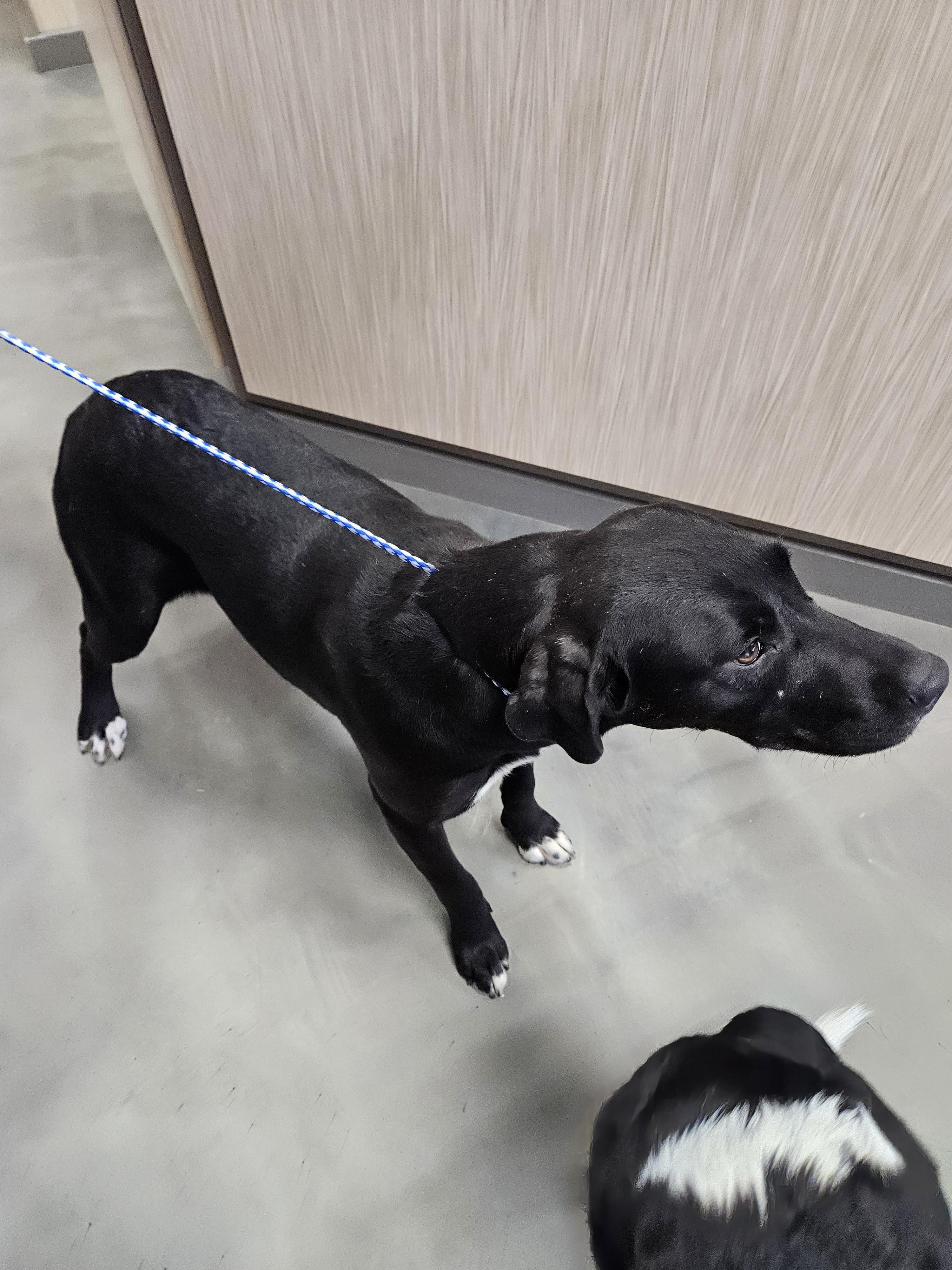 Rose, a Adoptable mixed breed in Norton, KS image 3/4