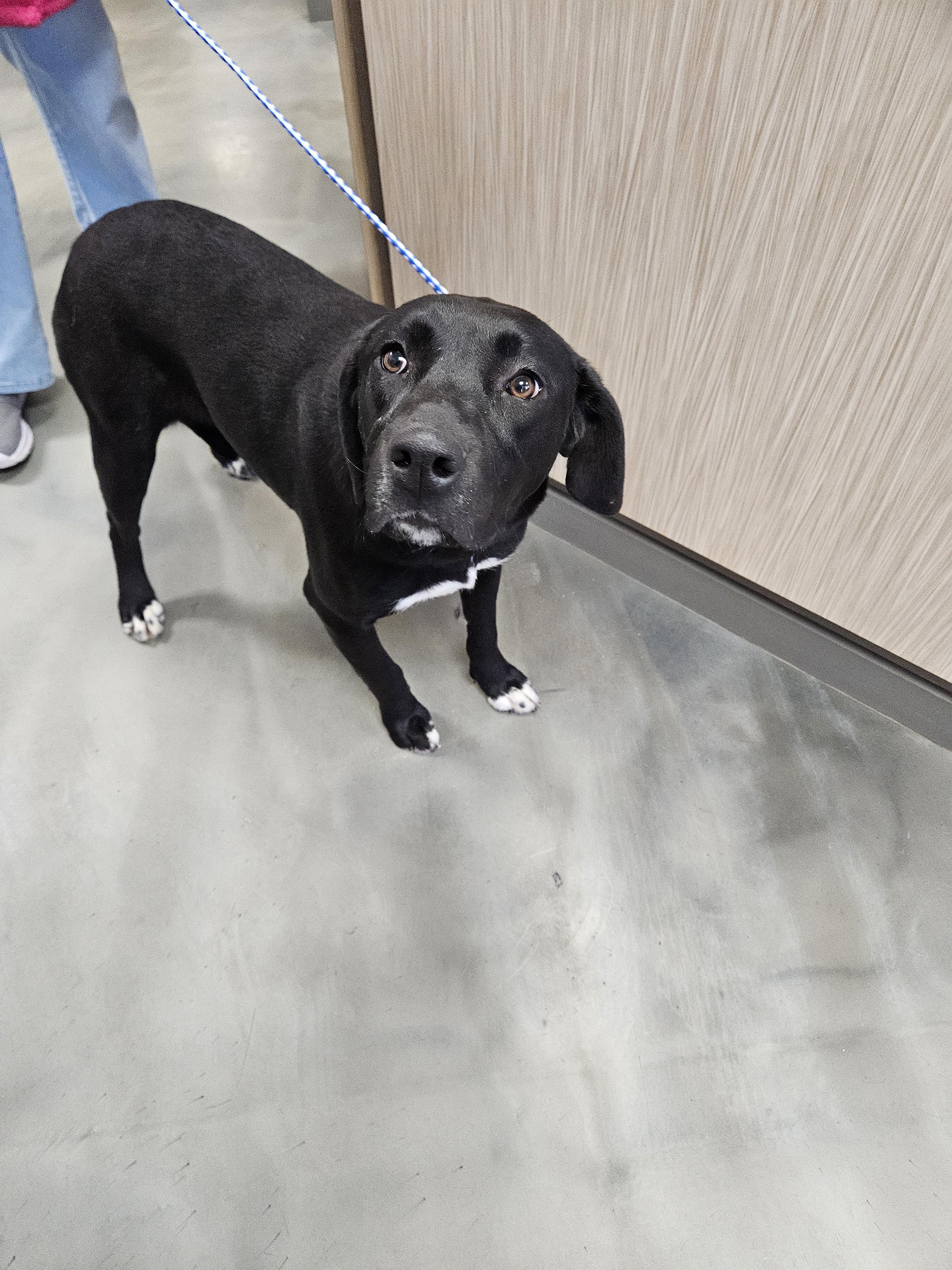 Rose, a Adoptable mixed breed in Norton, KS image 4/4