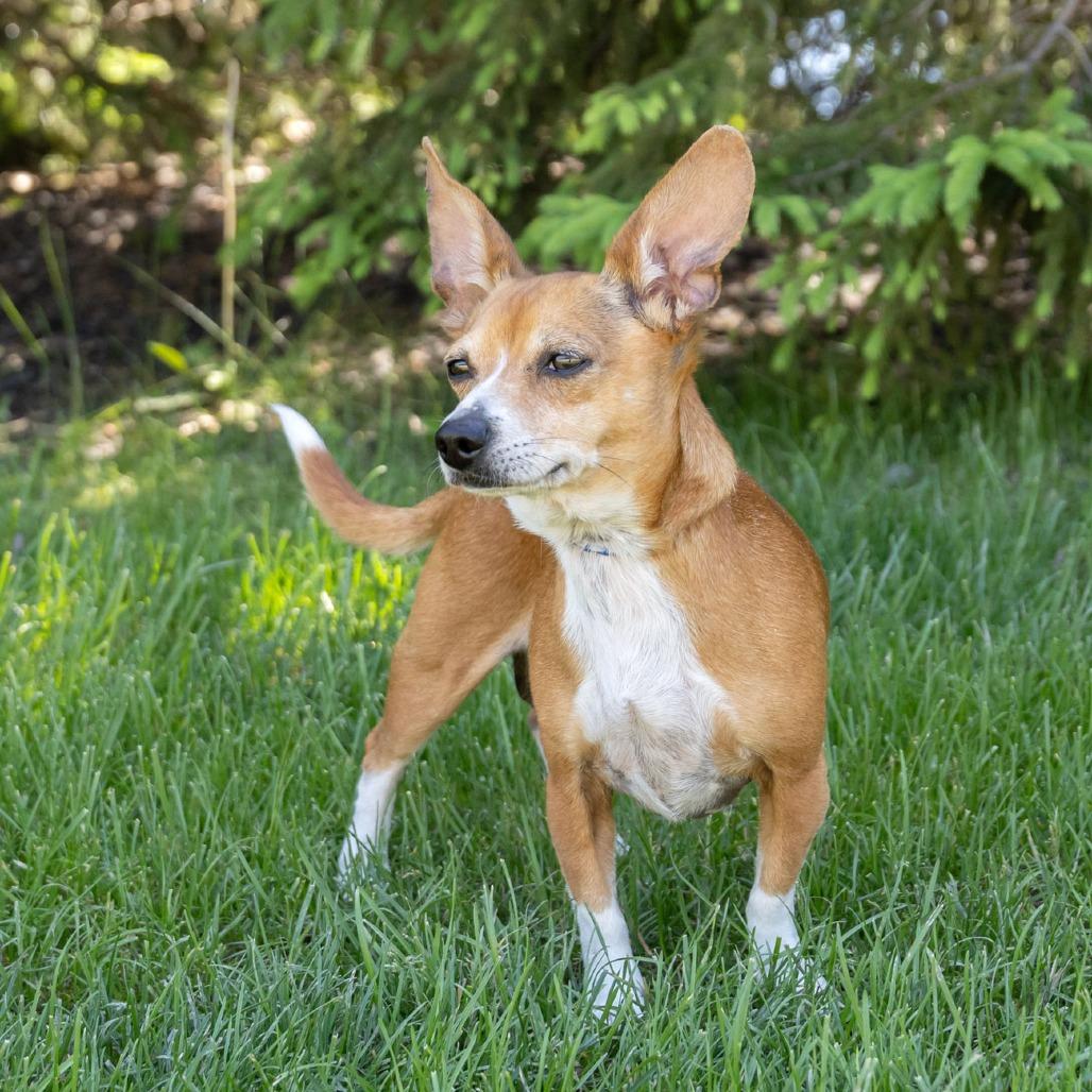 Yoda, Adoptable, Adult Male Chihuahua & Mixed Breed.