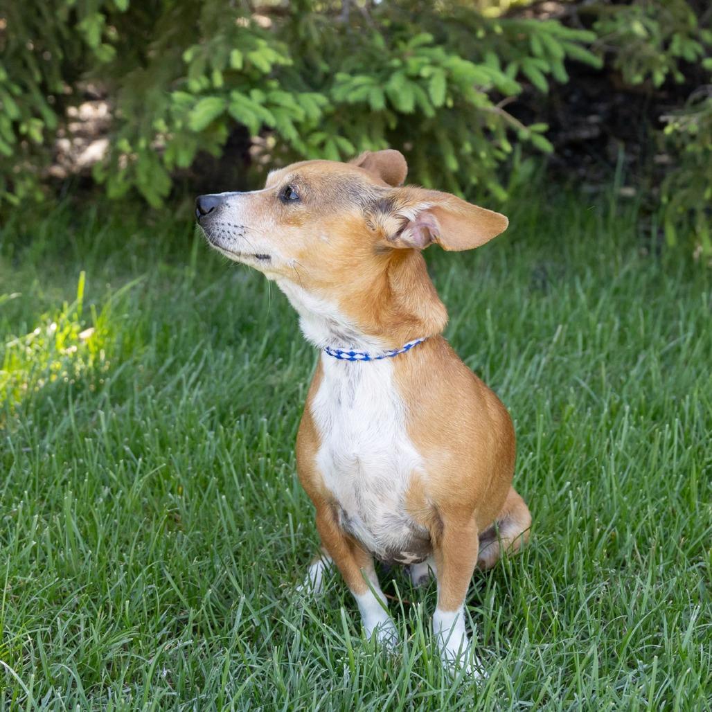 Yoda, a Adoptable mixed breed in Erie, PA image 2/6