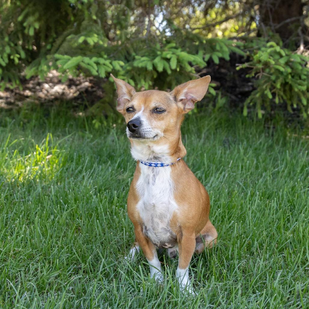 Yoda, a Adoptable mixed breed in Erie, PA image 3/6