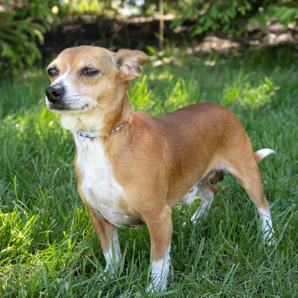 Yoda, a Adoptable mixed breed in Erie, PA image 4/6