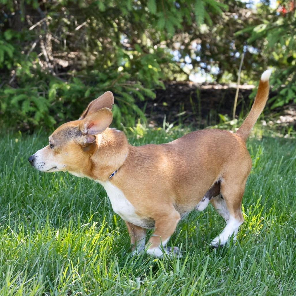 Yoda, a Adoptable mixed breed in Erie, PA image 5/6