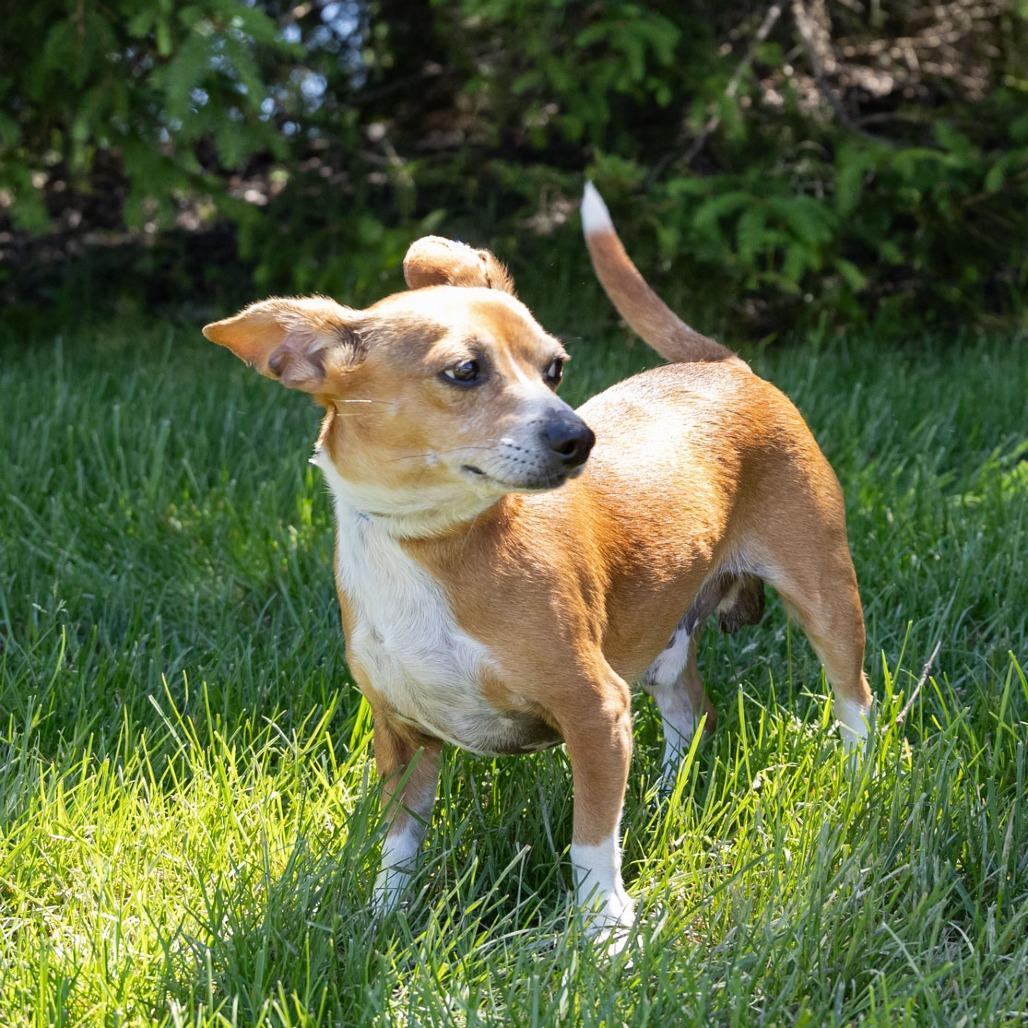 Yoda, a Adoptable mixed breed in Erie, PA image 6/6