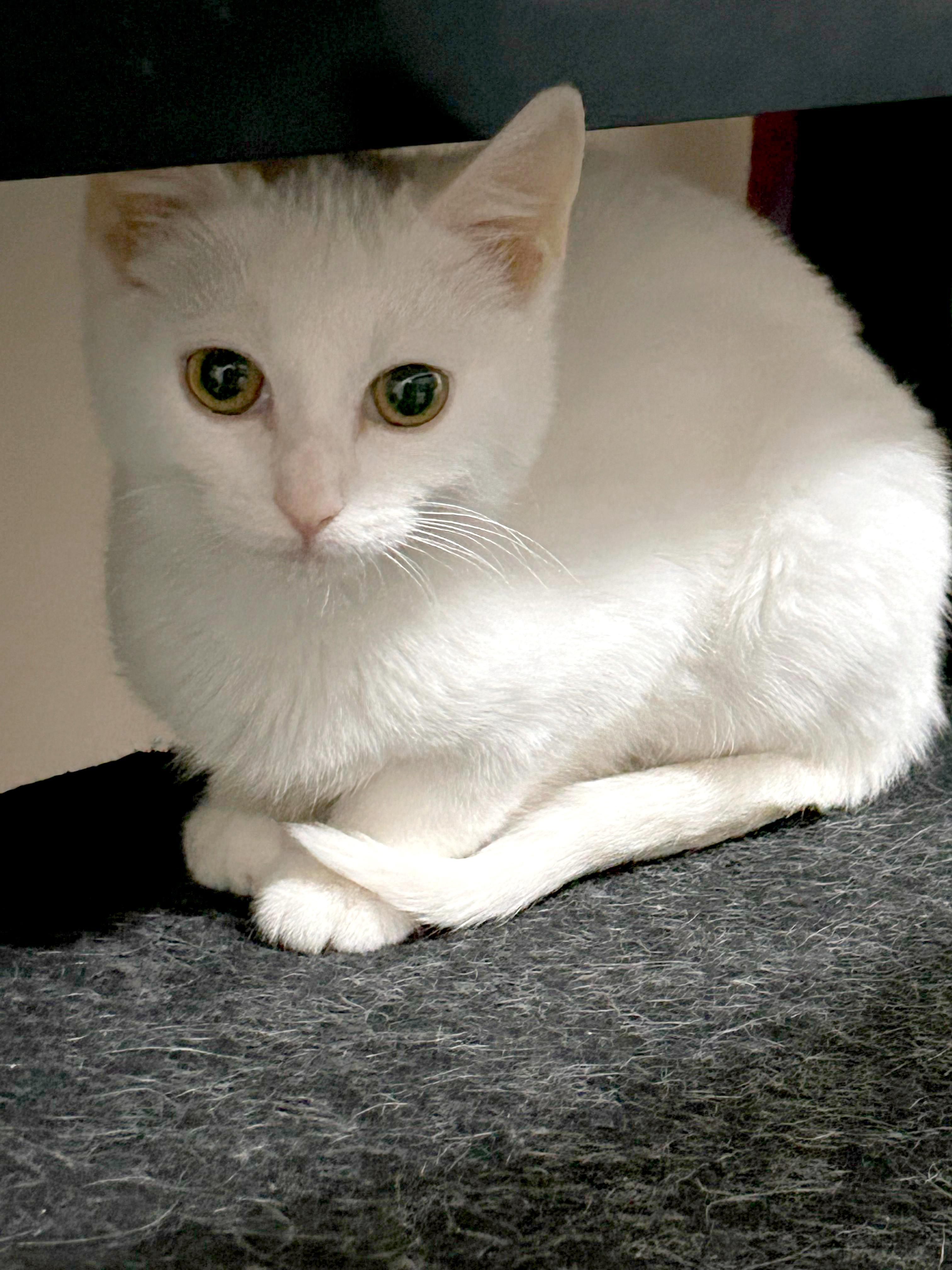 Blizzard, Adoptable, Kitten Male American Shorthair.