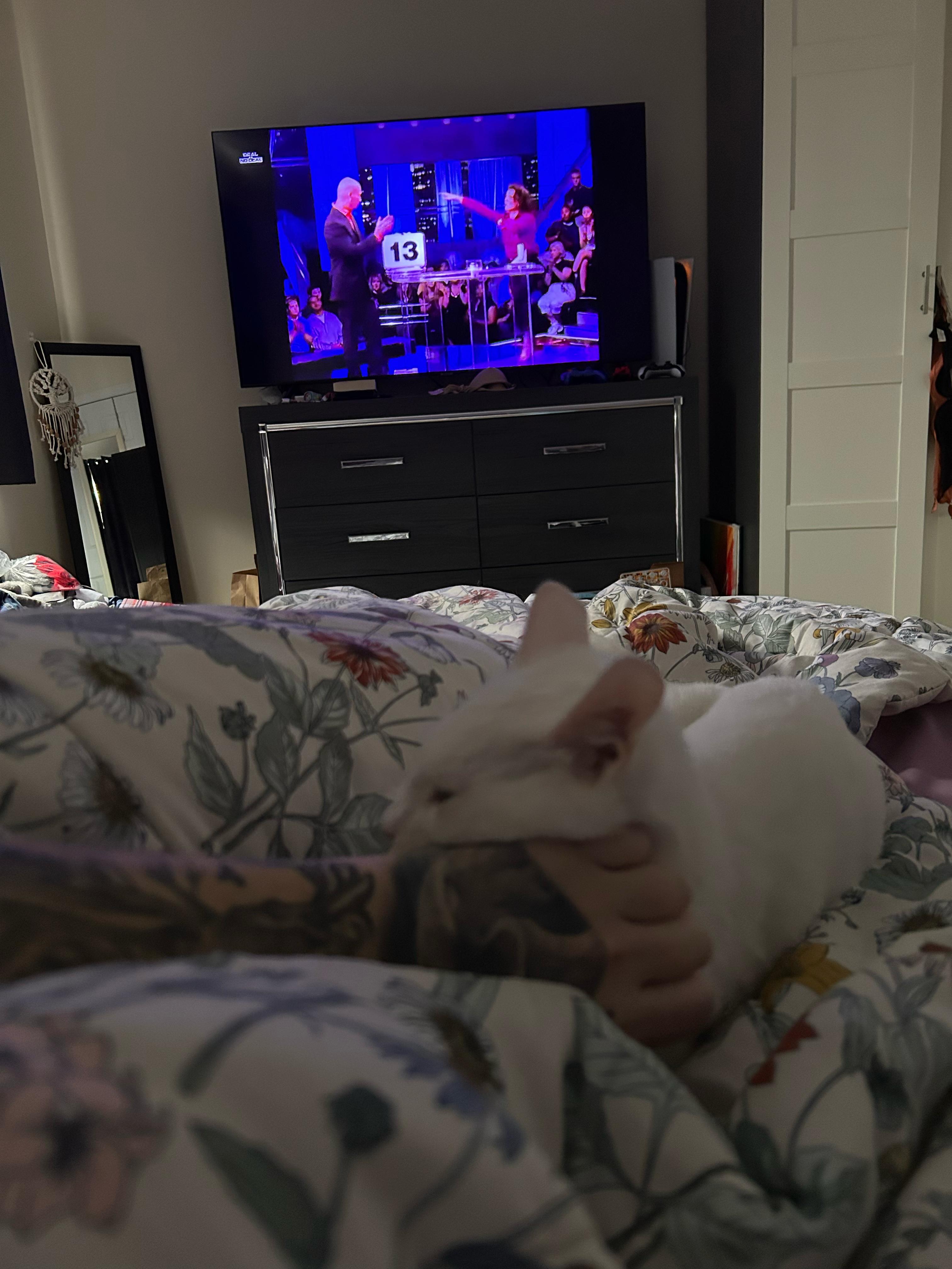 Enlarge Blizzard, a Adoptable American Shorthair in Highland Park, NJ image 2/4