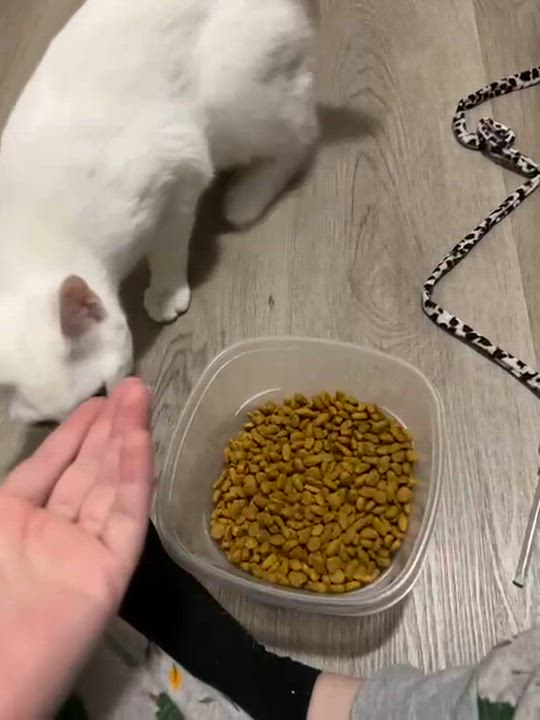 Enlarge Blizzard, a Adoptable American Shorthair in Highland Park, NJ video 4/4