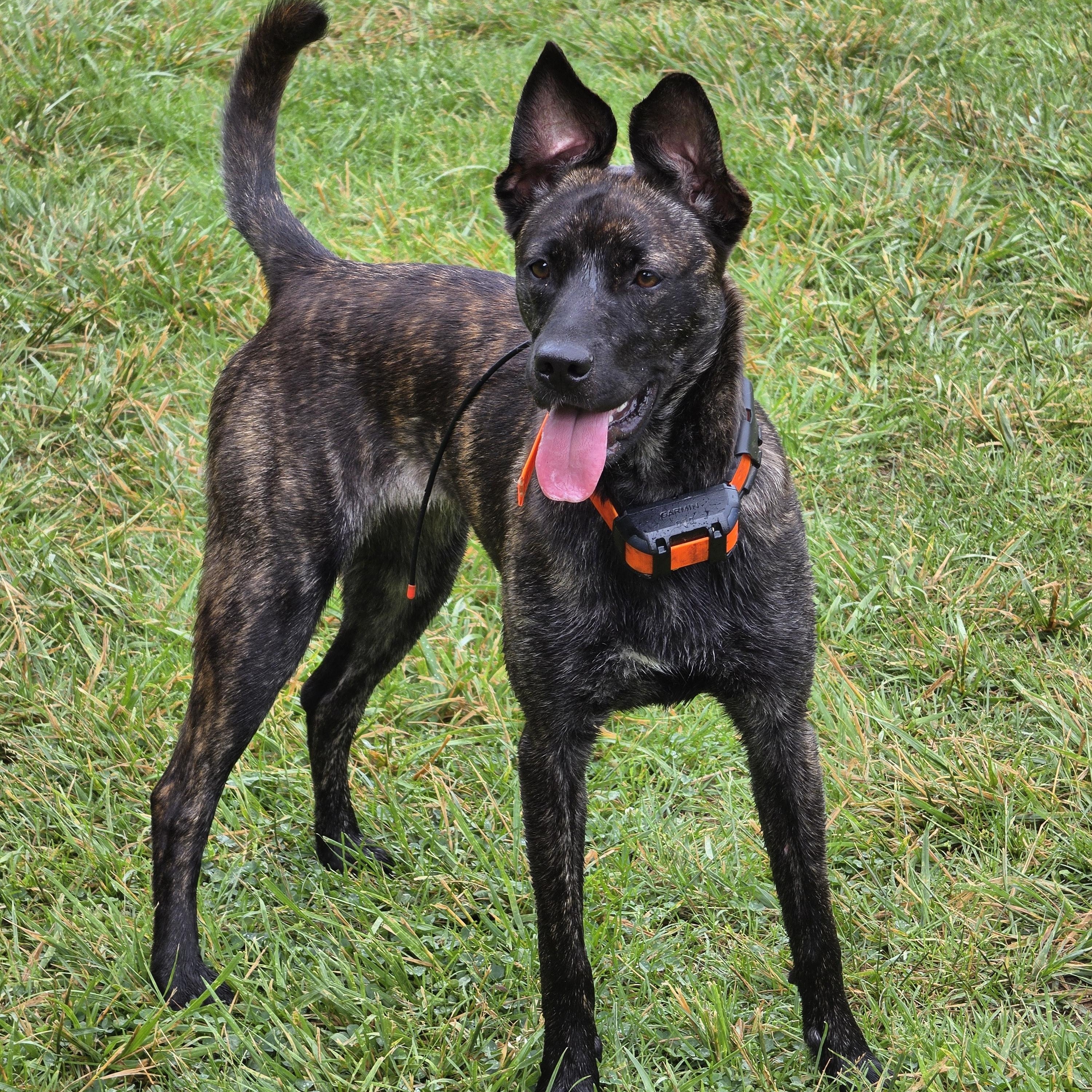 Enlarge LOLA, a ADOPTABLE Tennessee Treeing Brindle in Franklin, NC image 1/4