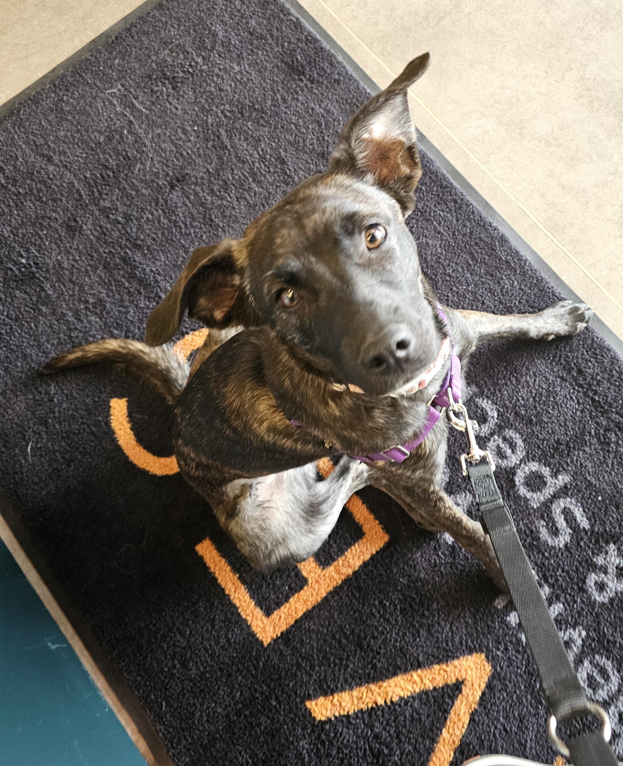 Enlarge LOLA, a ADOPTABLE Tennessee Treeing Brindle in Franklin, NC image 2/4