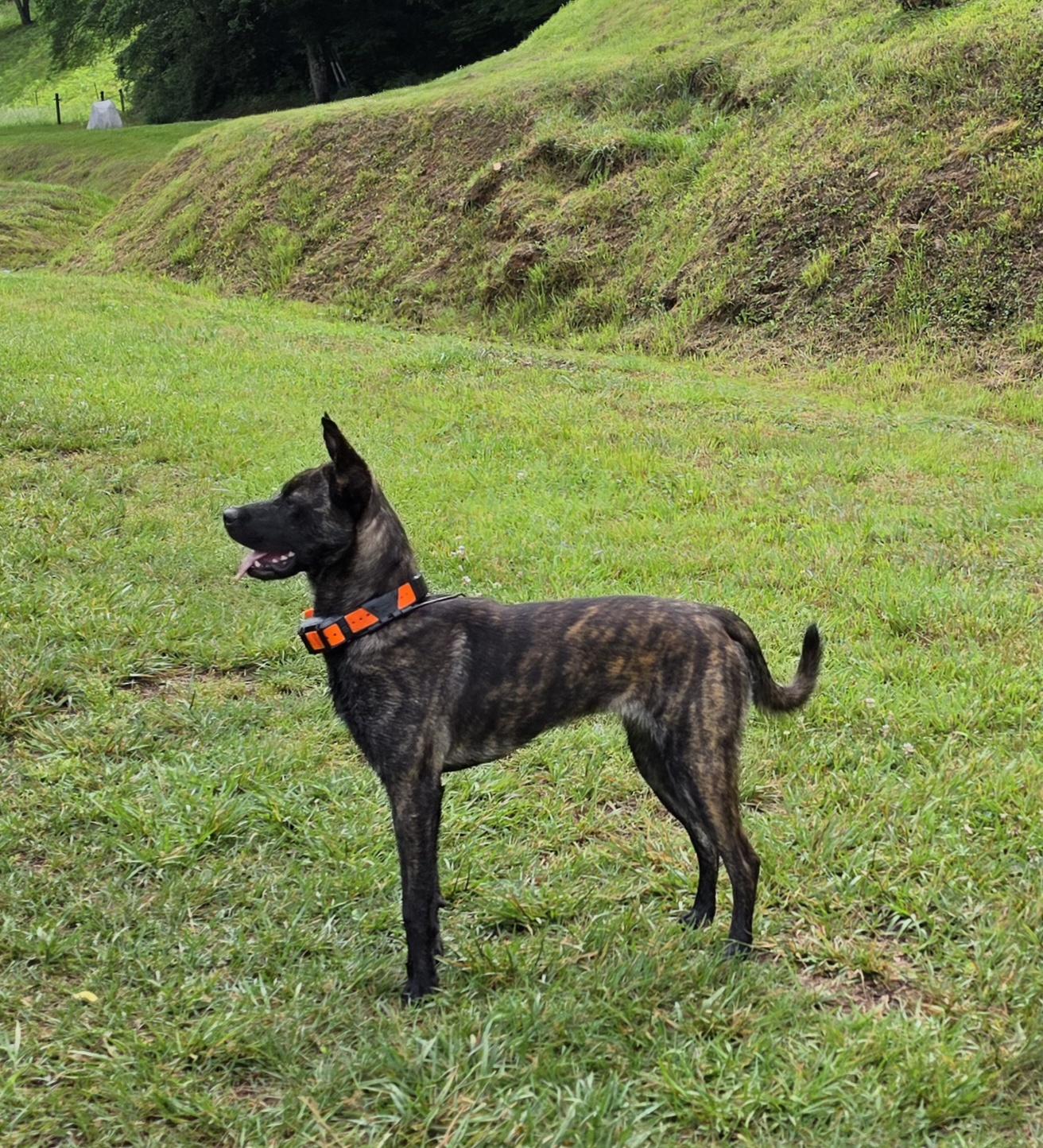 Enlarge LOLA, a ADOPTABLE Tennessee Treeing Brindle in Franklin, NC image 3/4