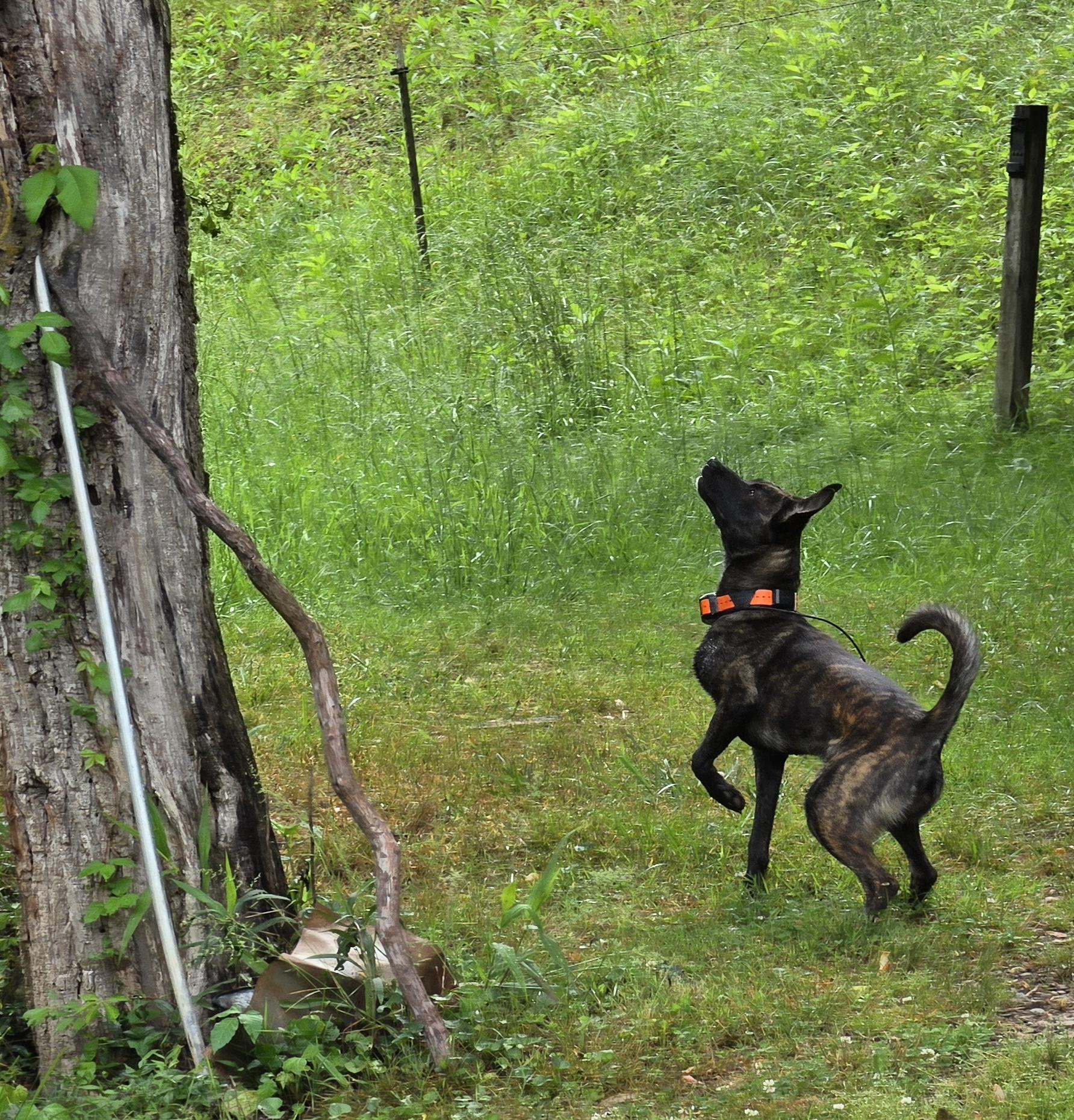 Enlarge LOLA, a ADOPTABLE Tennessee Treeing Brindle in Franklin, NC image 4/4