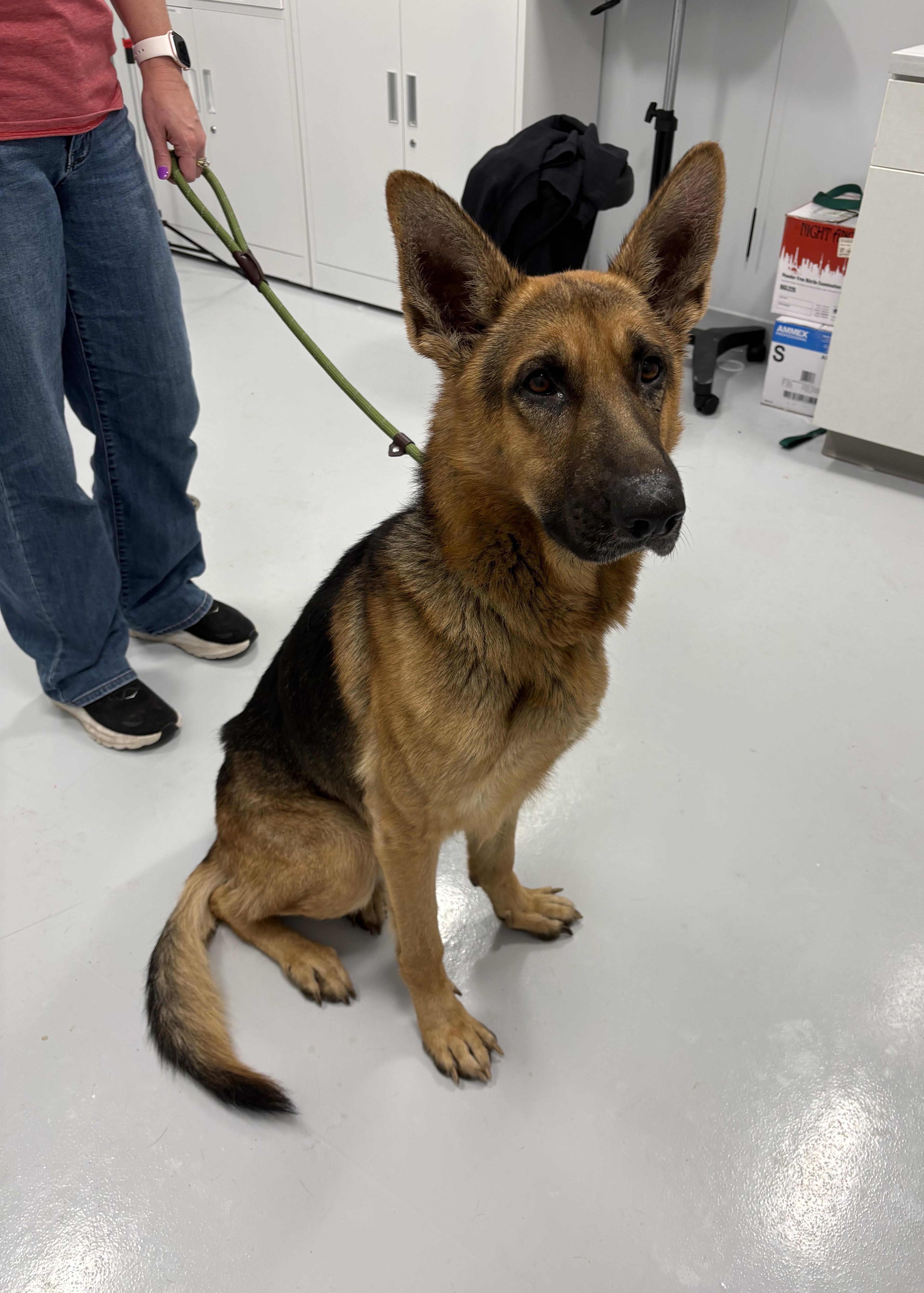 Enlarge Thatcher, a Adoptable German Shepherd Dog in Kankakee, IL image 1/1