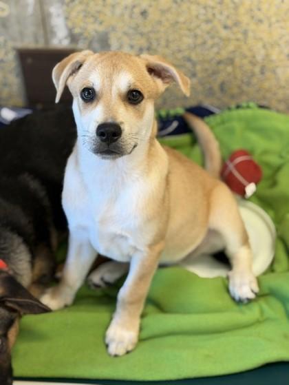 Enlarge Jameson, an adopted Mixed Breed in Stanwood, WA image 2/2