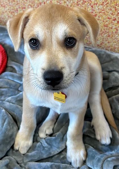 Jameson, adopted, Puppy Male Mixed Breed.