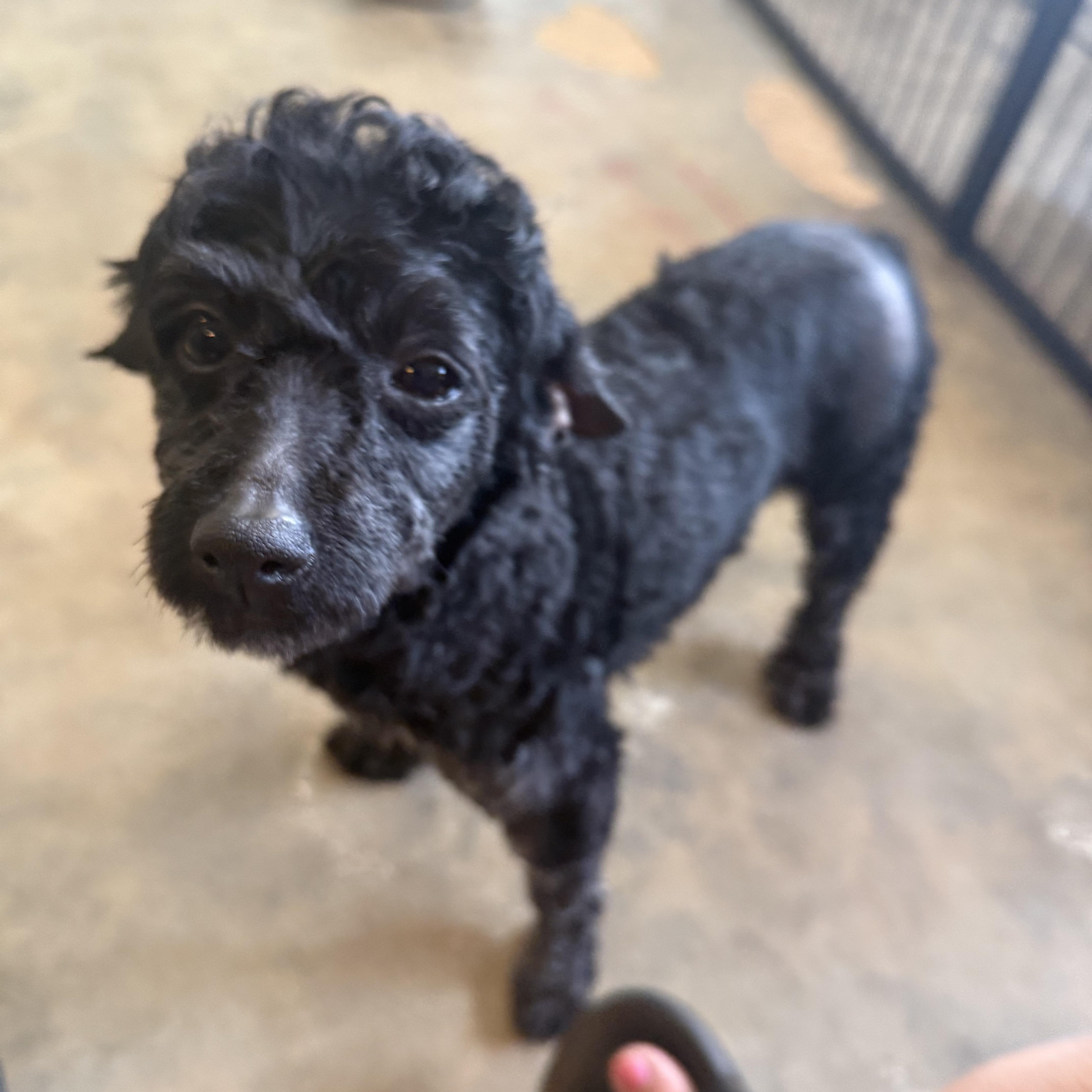Enlarge Charlotte, a Adopted Poodle (Toy) in Kings Mountain, NC image 3/5