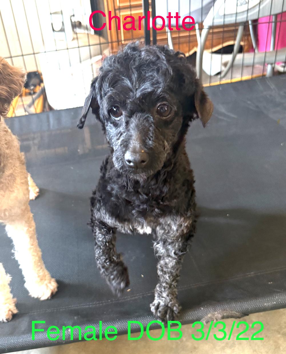 Charlotte, Adopted, Adult Female Poodle (Toy).