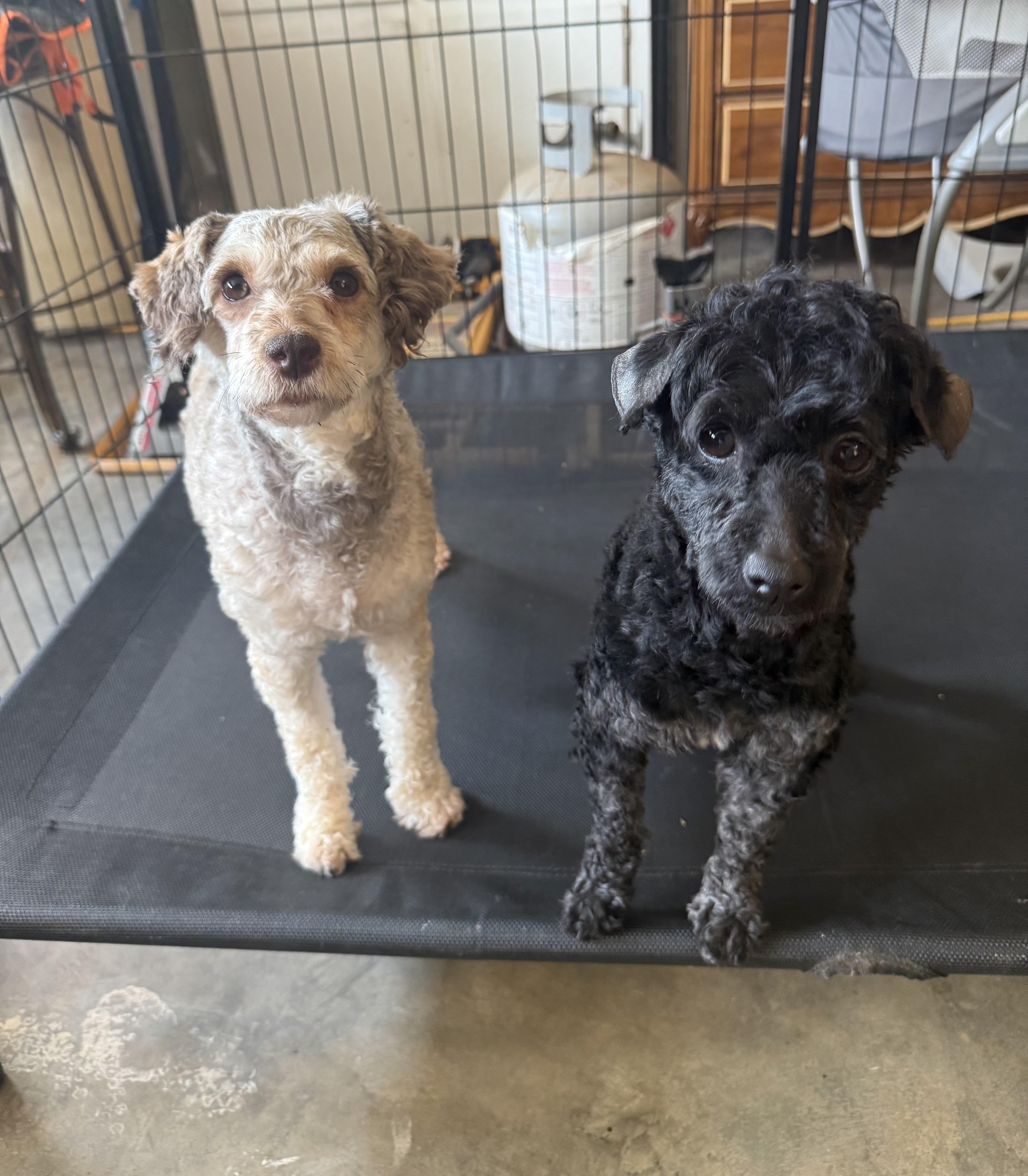 Enlarge Charlotte, a Adopted Poodle (Toy) in Kings Mountain, NC image 4/5
